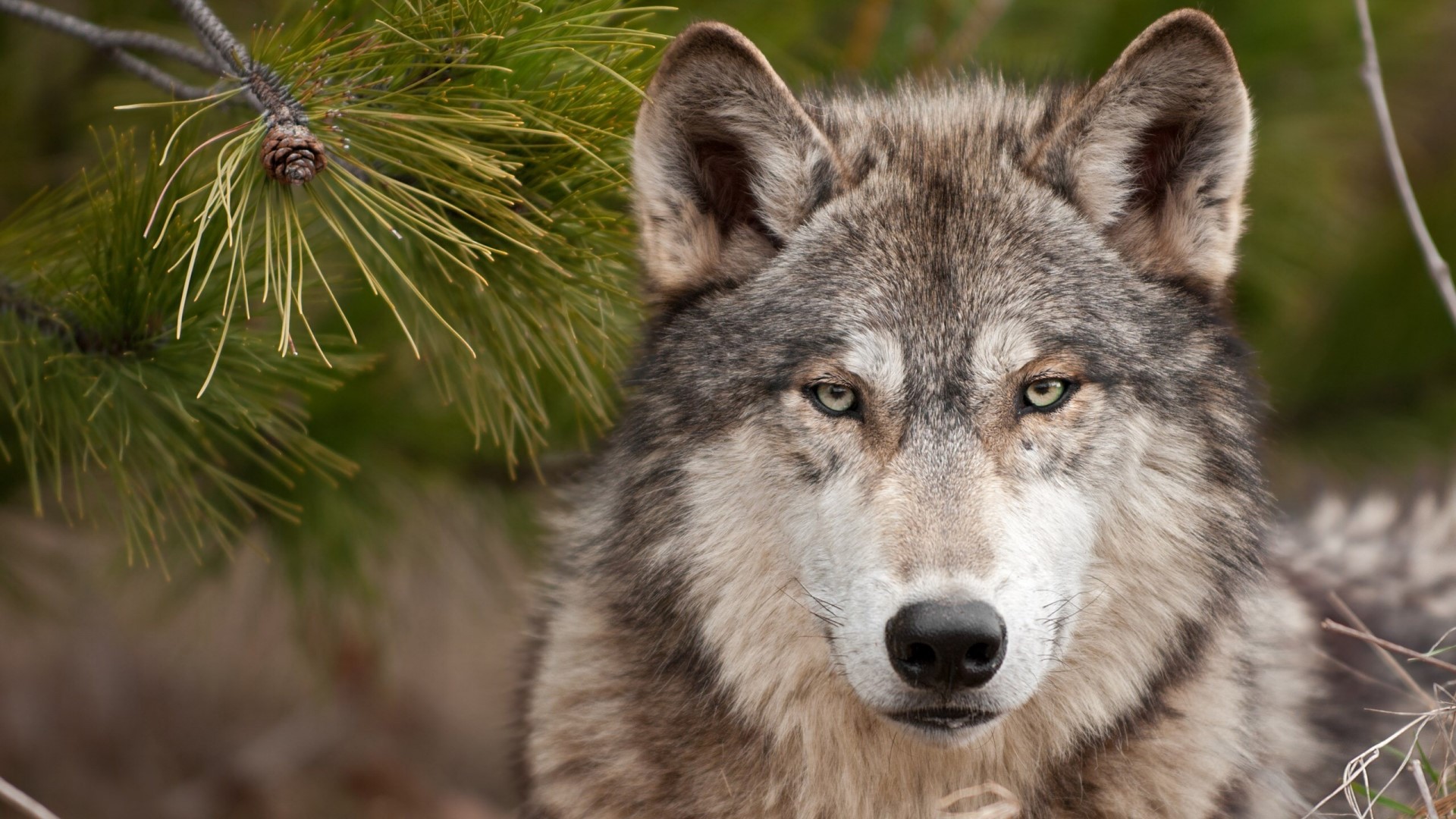 Close-up of a grey wolf's face HD Wallpaper