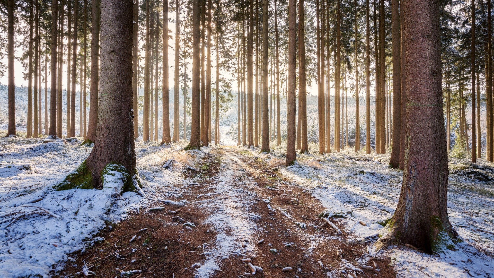 Winter forest path with sunlight HD Wallpaper