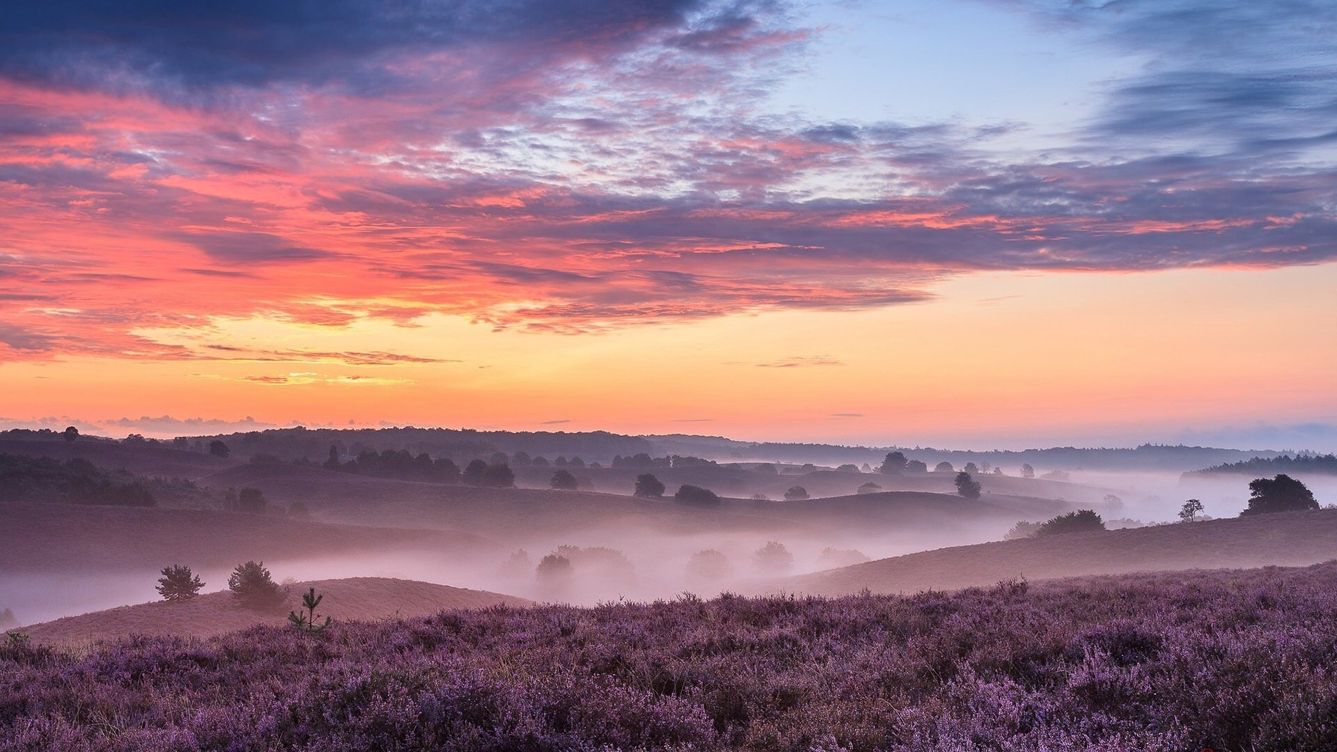 Sunrise over heather fields in the Netherlands HD Wallpaper
