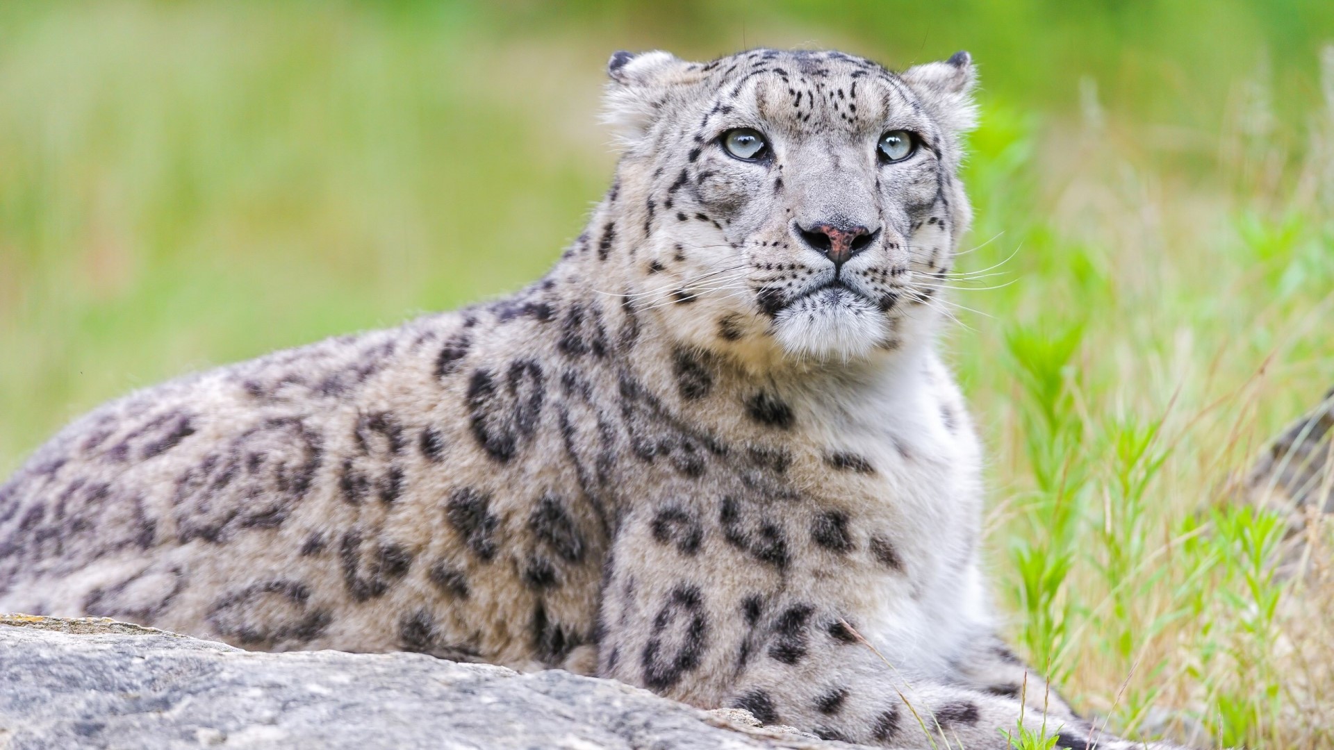 Snow Leopard resting on a rock HD Wallpaper