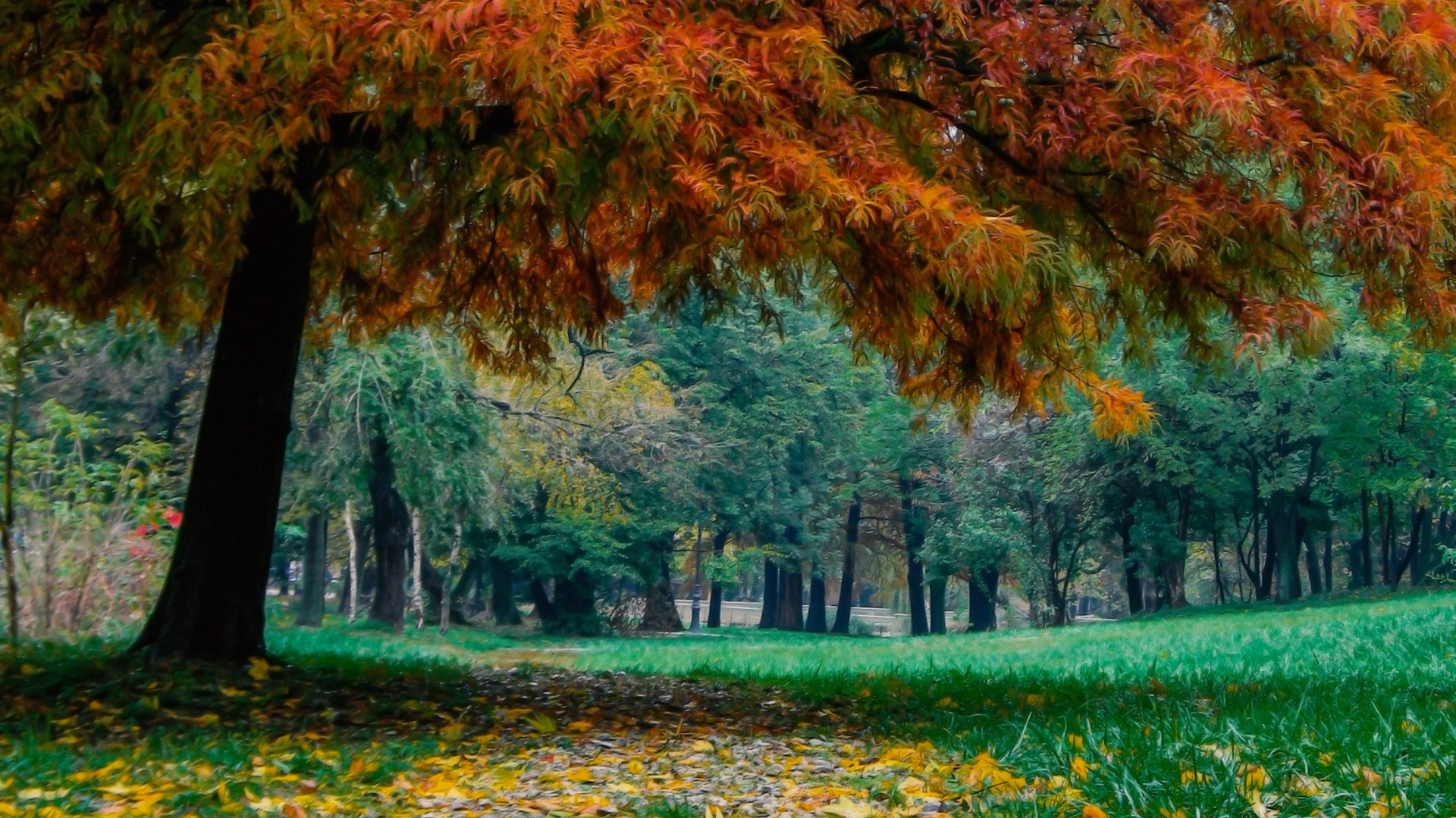 Autumn tree with colorful leaves in a park HD Wallpaper
