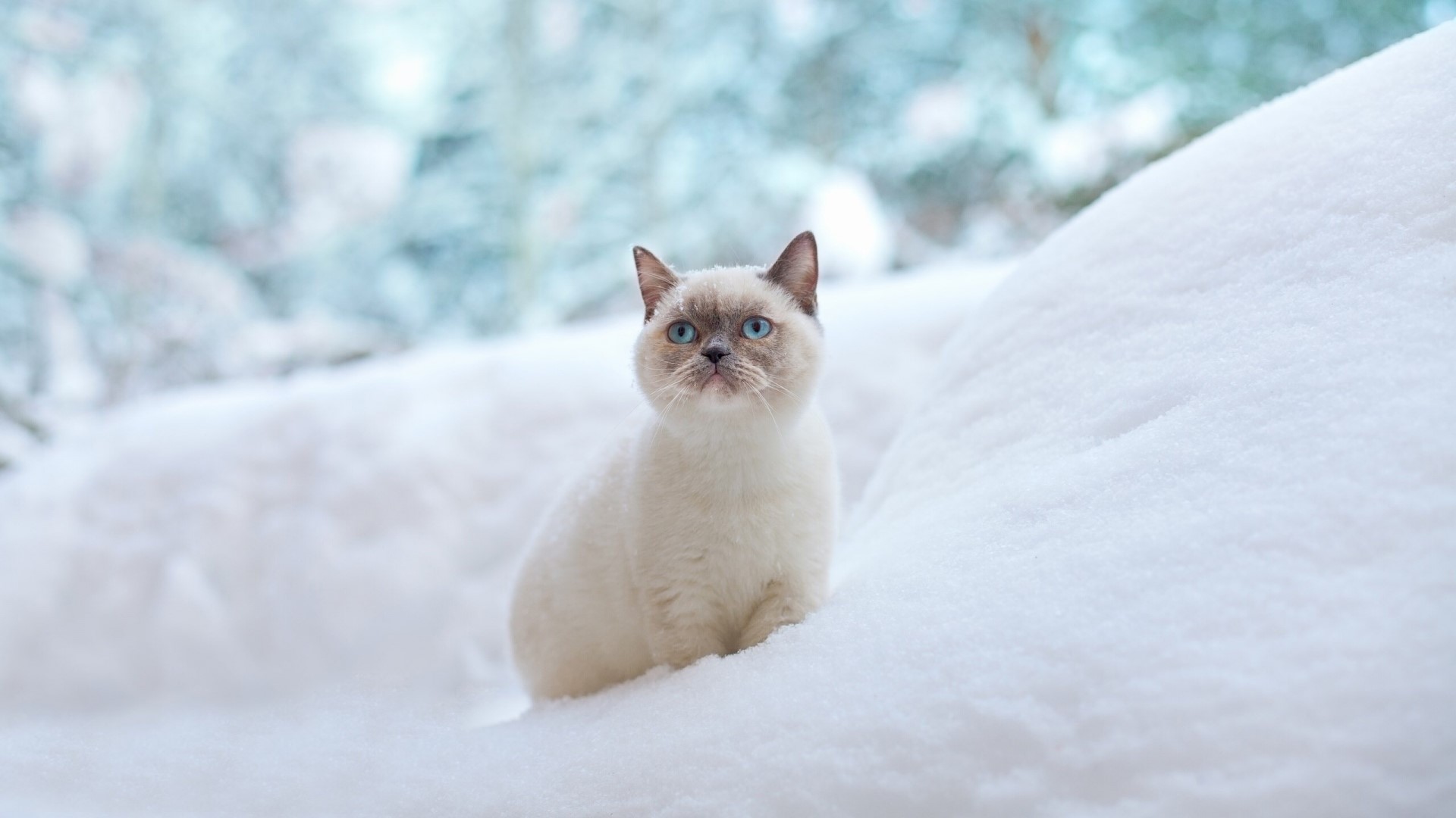 Siamese cat sitting in the snow HD Wallpaper