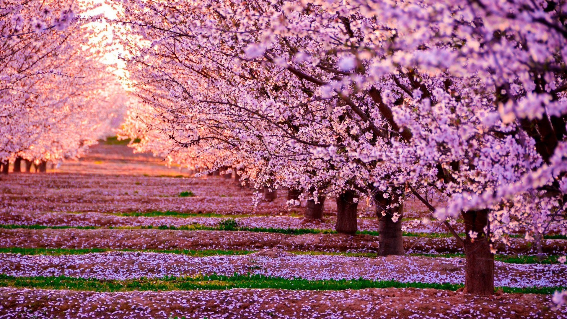 Almond trees in bloom with pink flowers HD Wallpaper