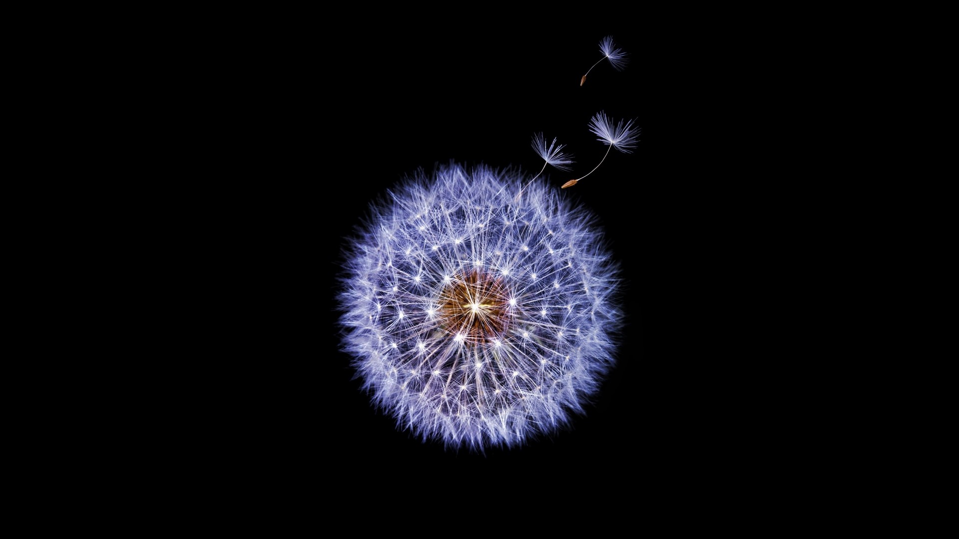 Dandelion with seeds blowing in the wind HD Wallpaper