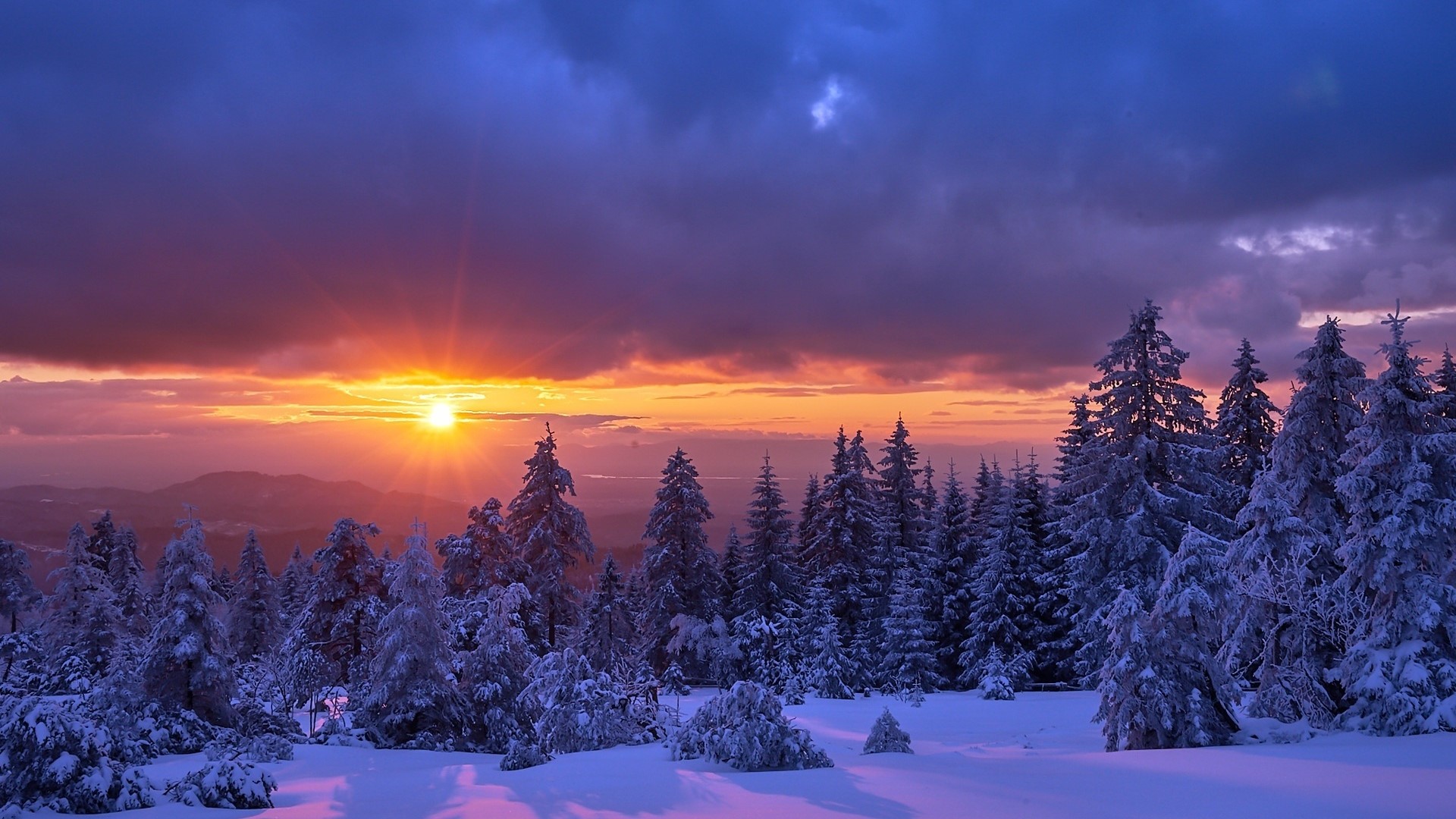 Snowy forest at sunrise HD Wallpaper