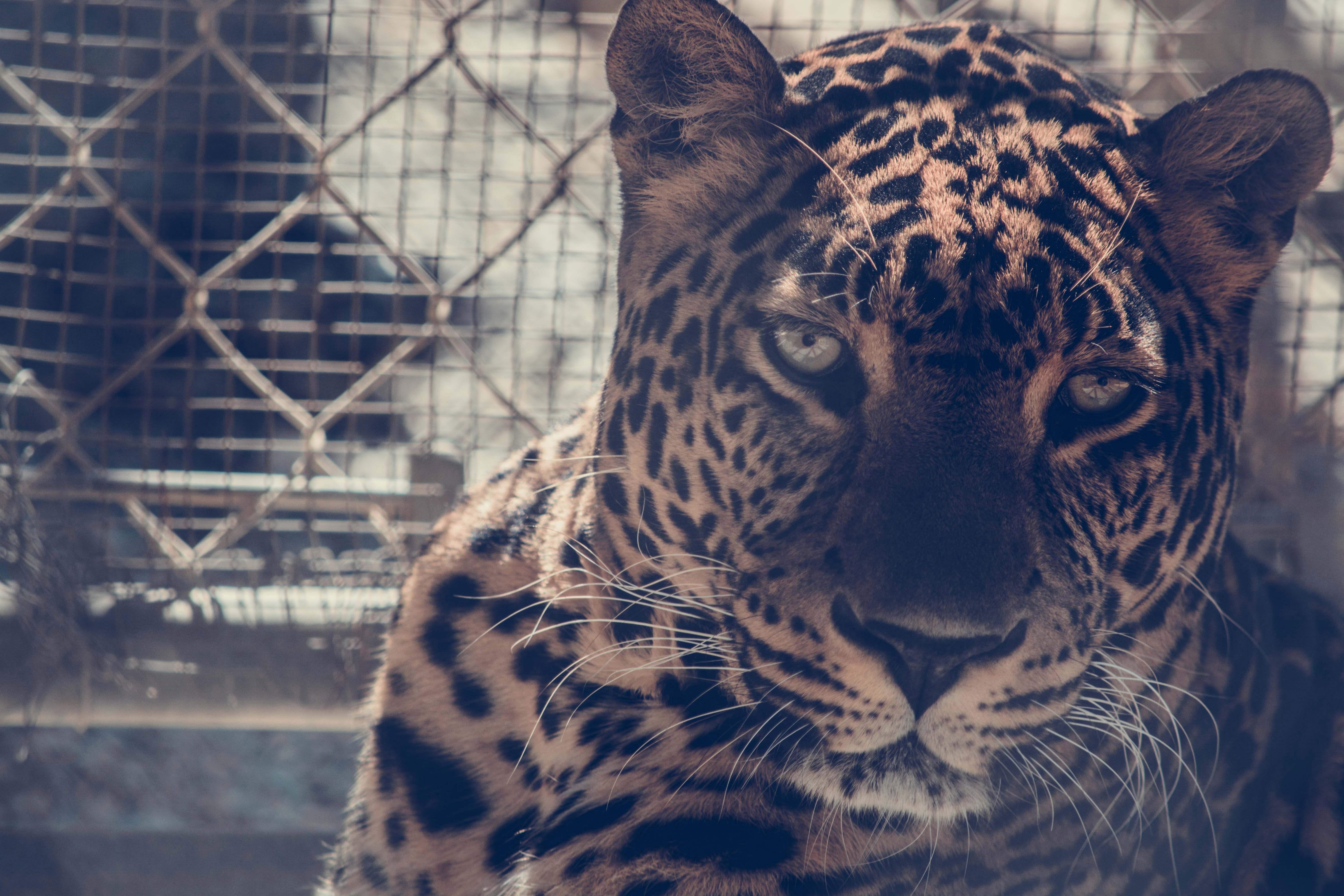 Leopard in a cage HD Wallpaper