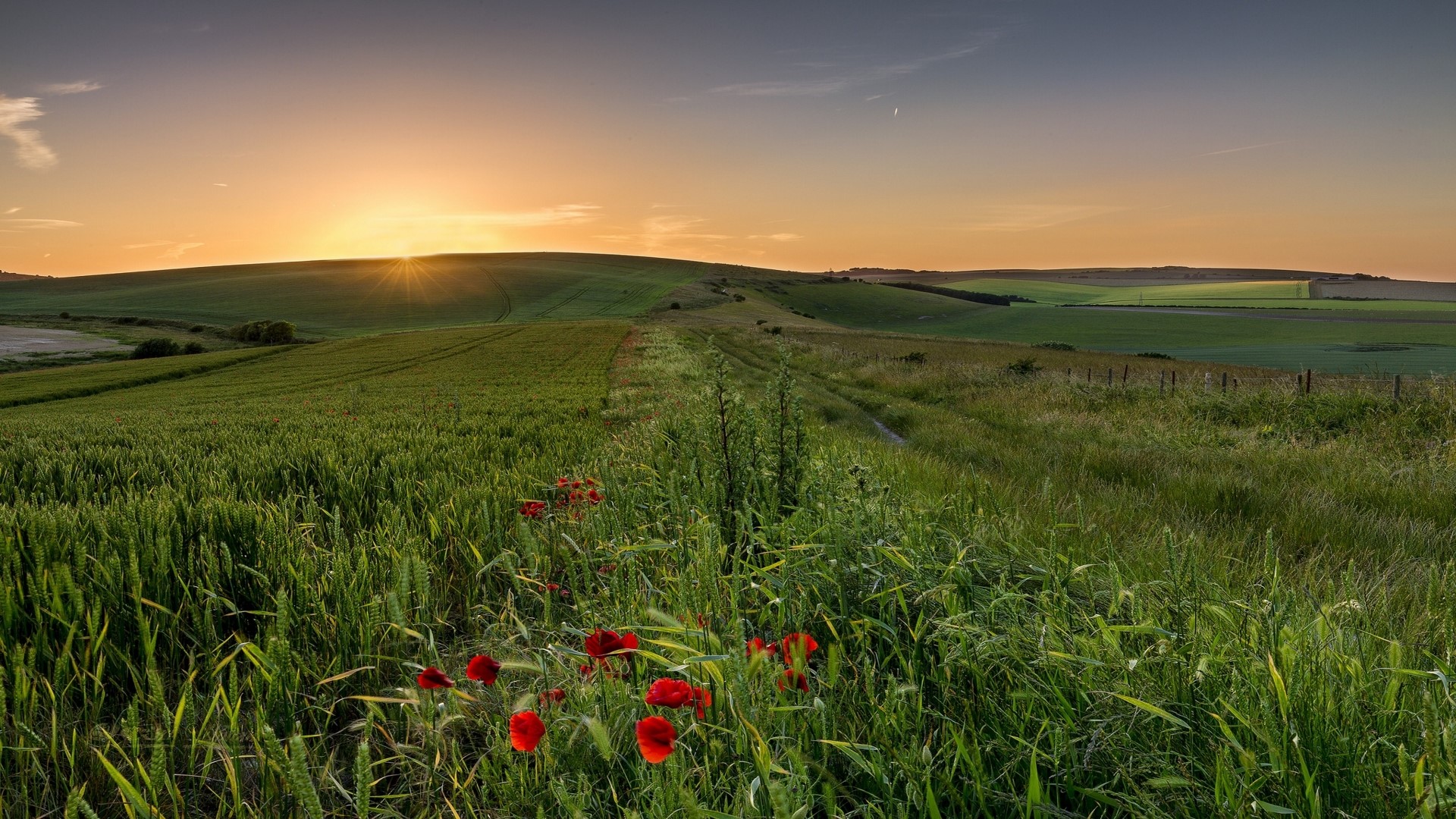 Rolling green hills at sunset with poppies HD Wallpaper