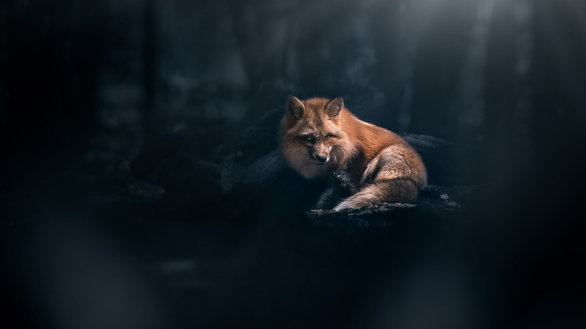 Red Fox in Dark Forest HD Wallpaper