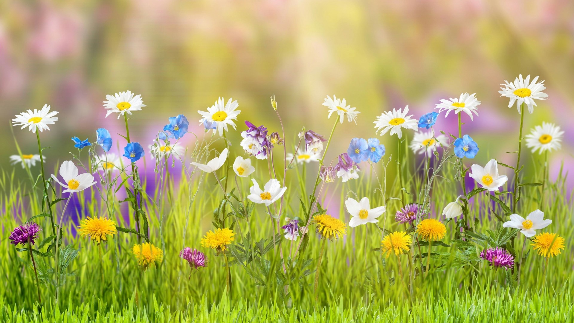 Colorful wildflowers in a sunny meadow HD Wallpaper