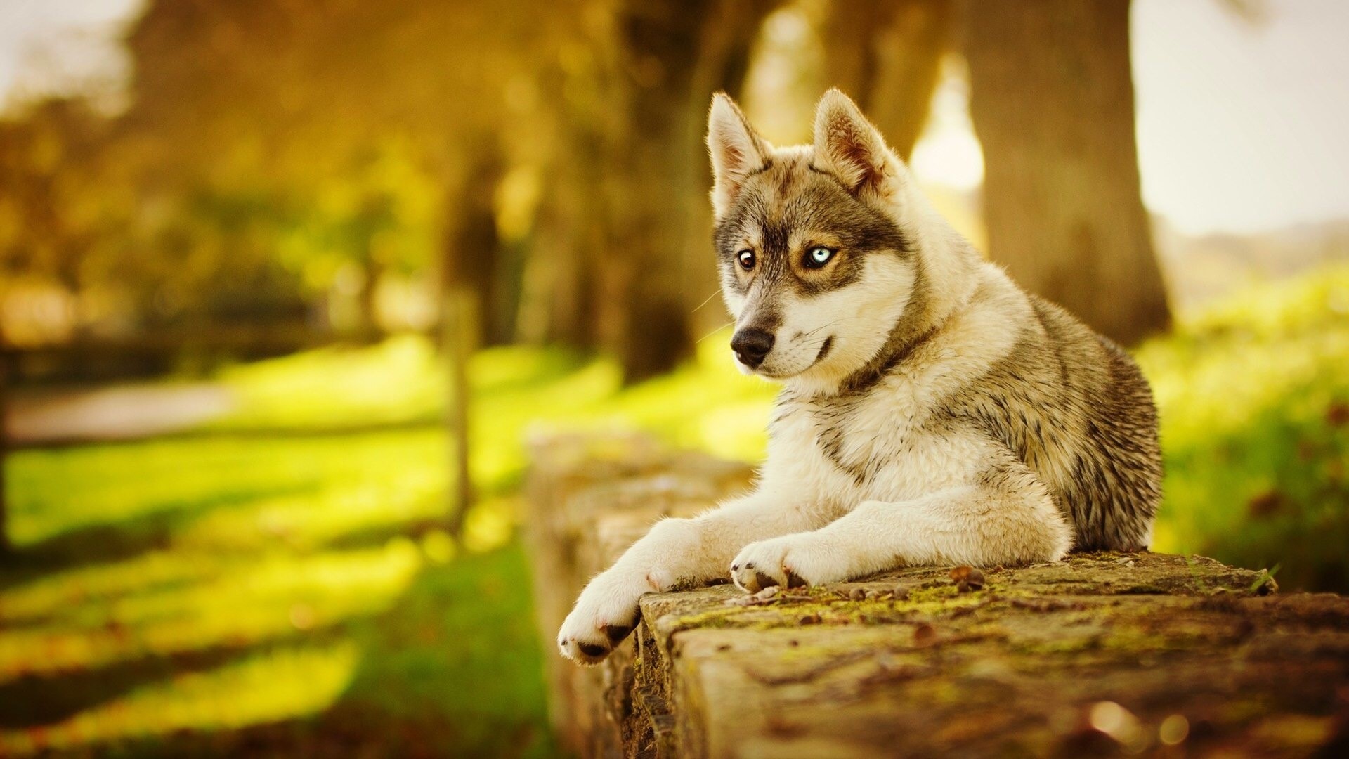 Husky dog with heterochromia lying on a stone wall HD Wallpaper