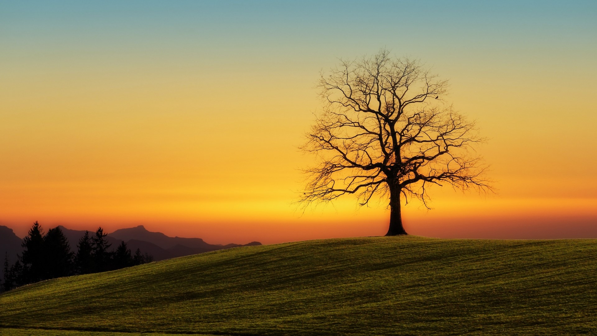 Bare tree on a grassy hill at sunset HD Wallpaper