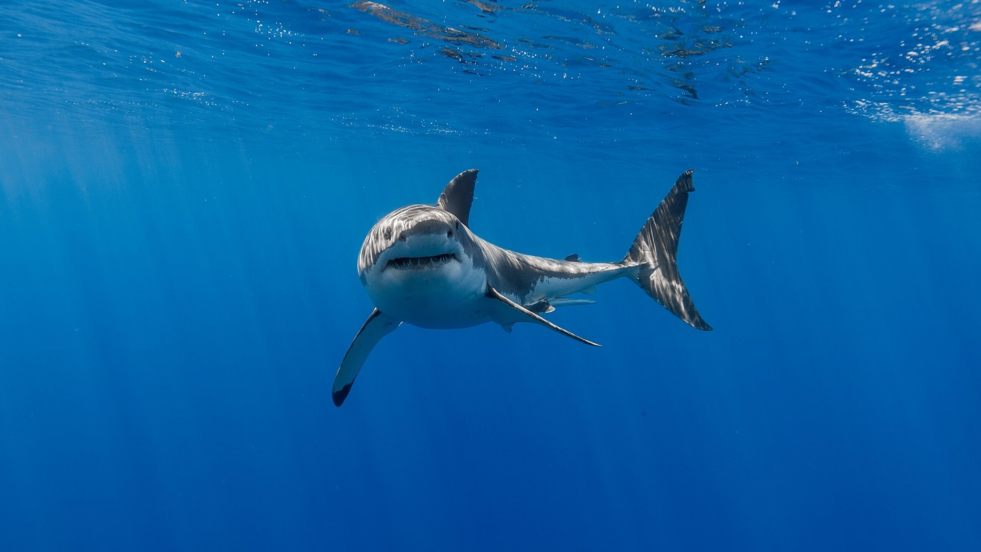 Great White Shark Underwater HD Wallpaper