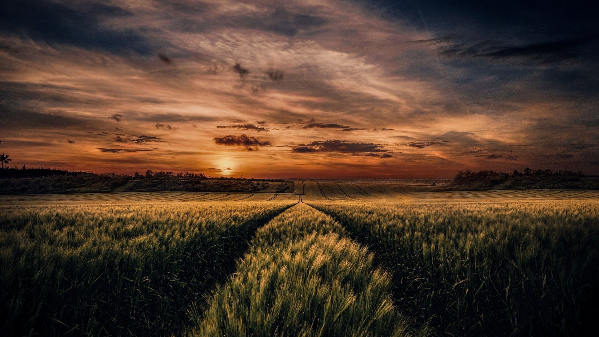 Wheat field at sunset HD Wallpaper