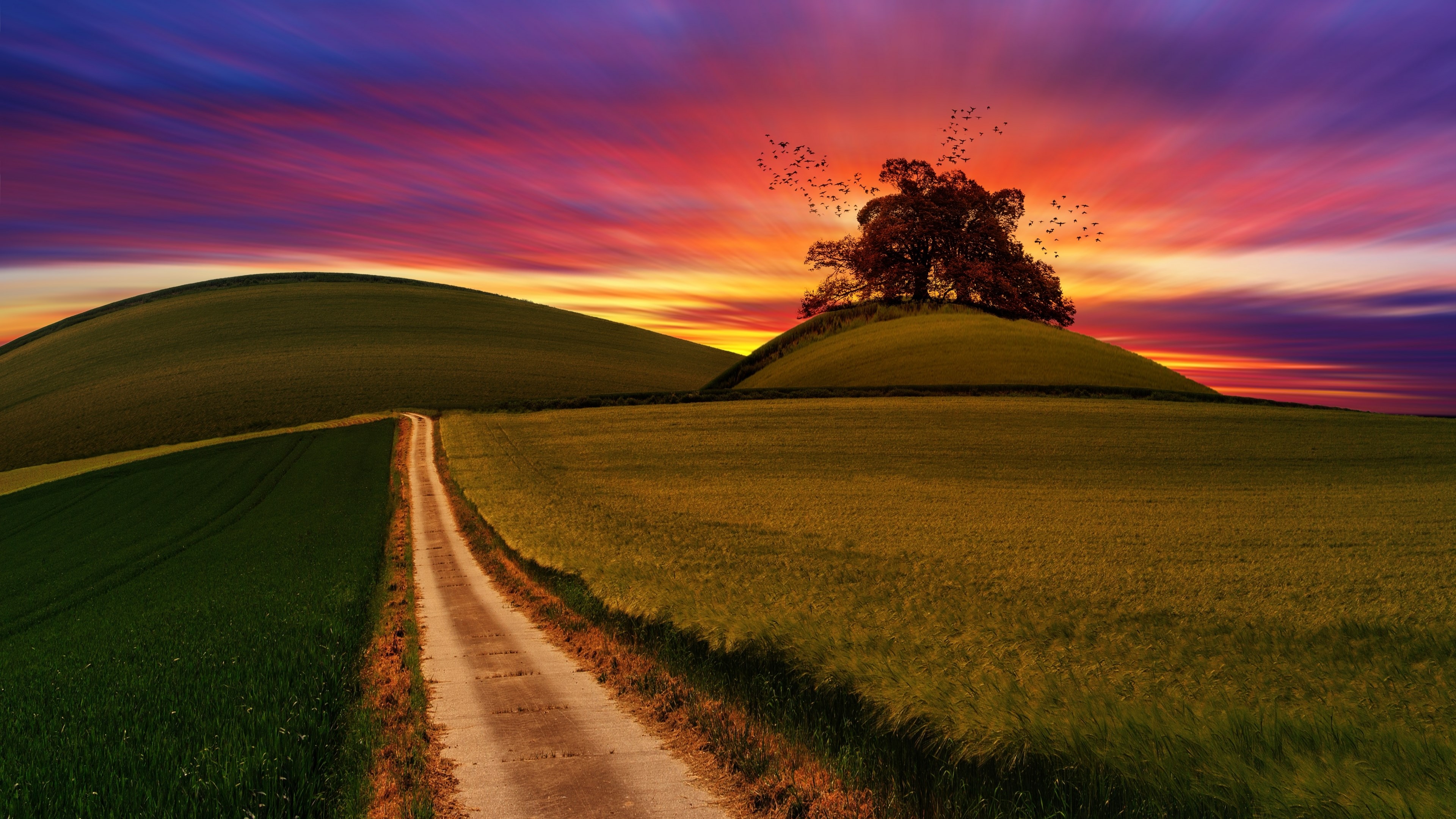 4K Nature Landscape with Tree and Sunset HD Wallpaper
