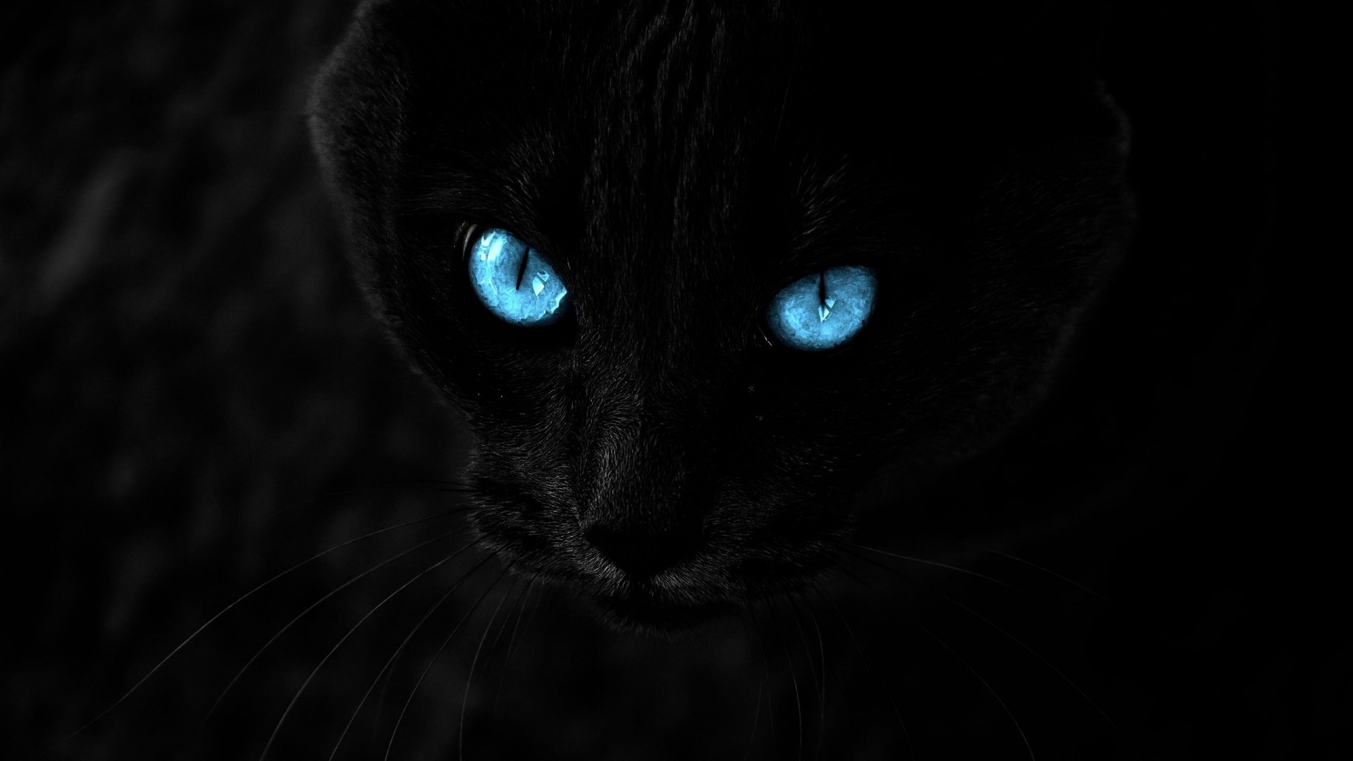 Black cat with glowing blue eyes HD Wallpaper