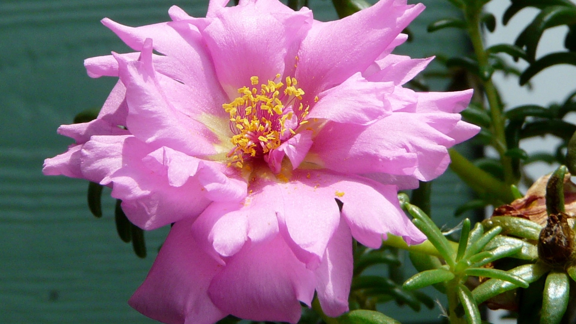 Pink Portulaca Flower with Yellow Stamens HD Wallpaper