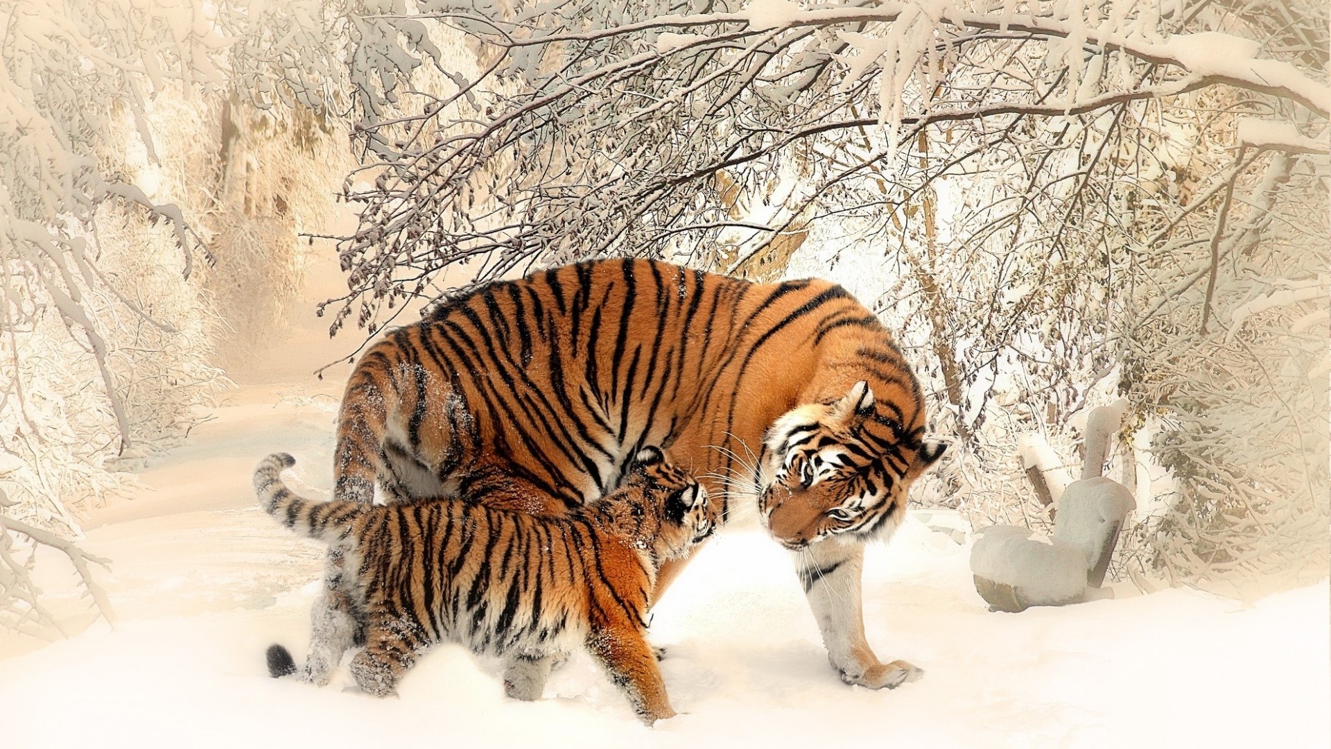 Tigers in a Snowy Forest HD Wallpaper