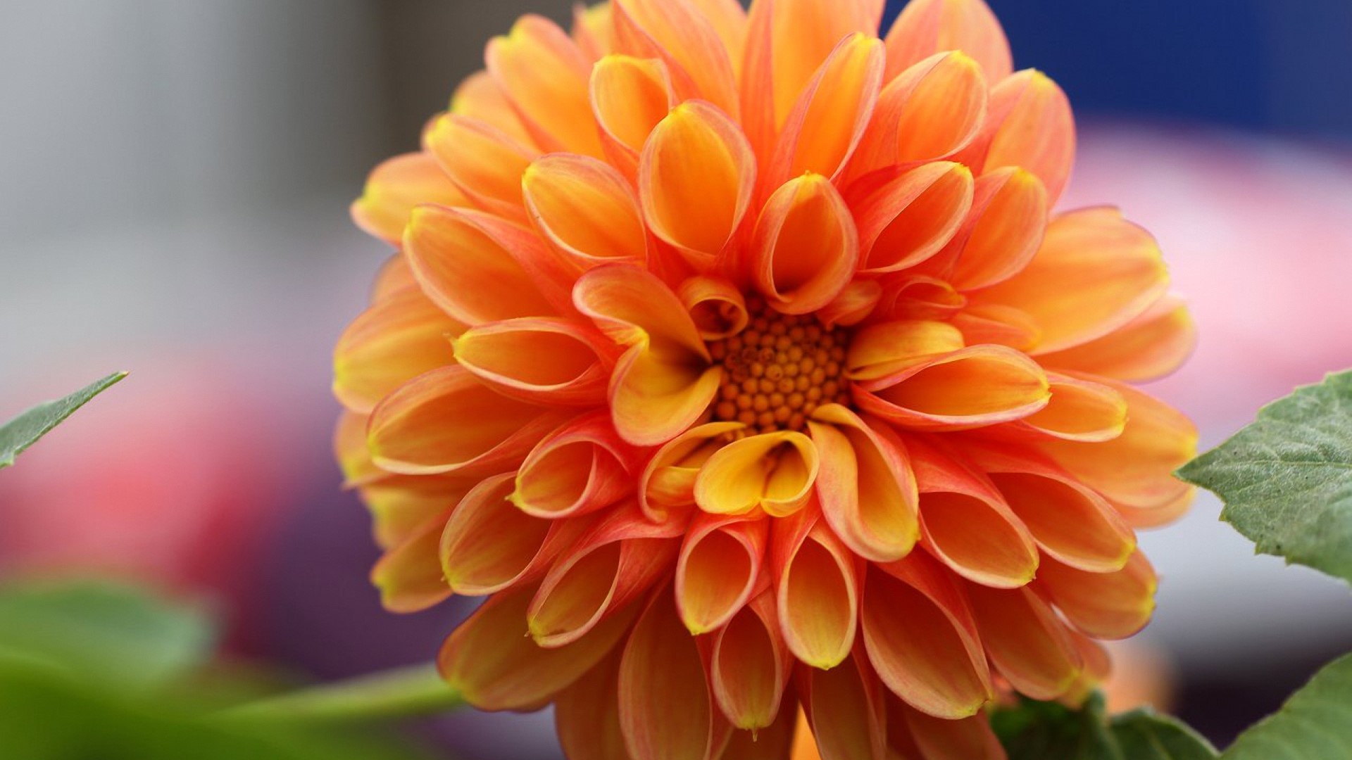 Close-up of an orange dahlia flower HD Wallpaper