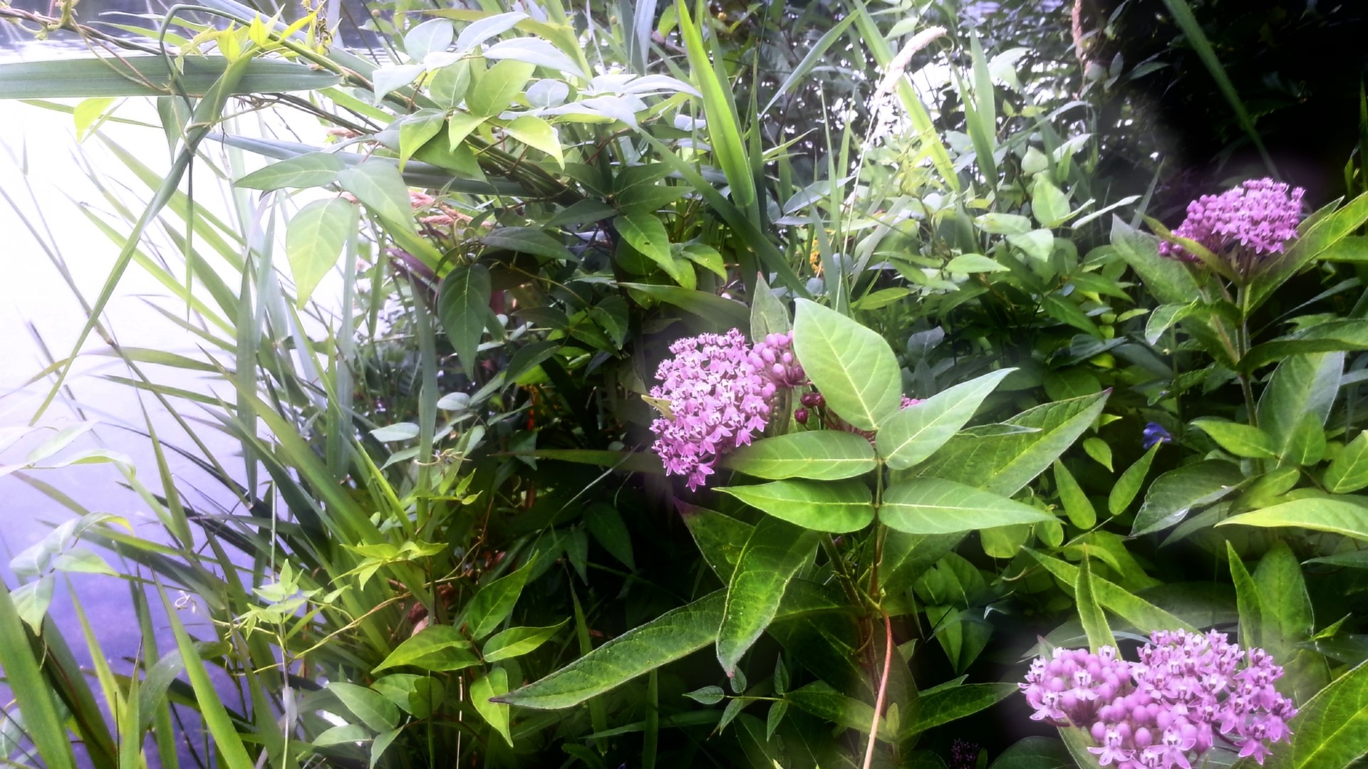 Pink flowers and green plants by water HD Wallpaper