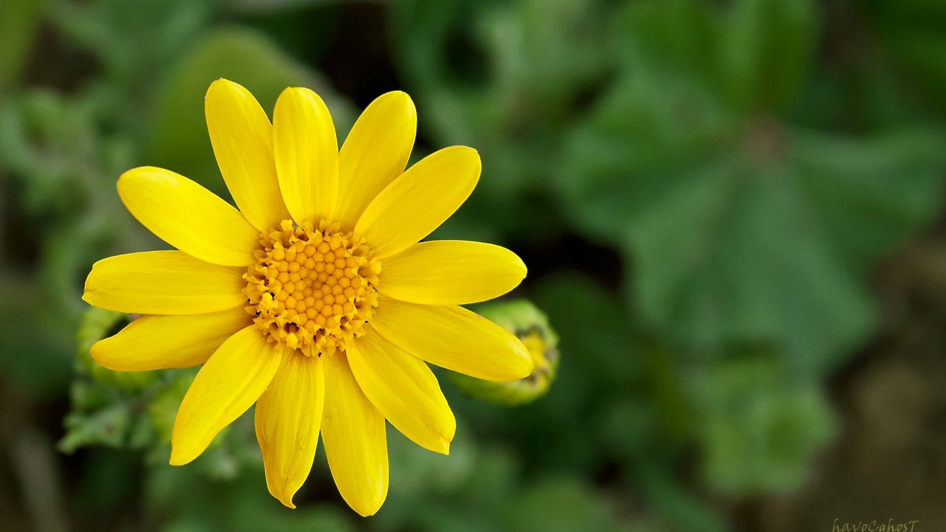 Yellow flower with green leaves HD Wallpaper