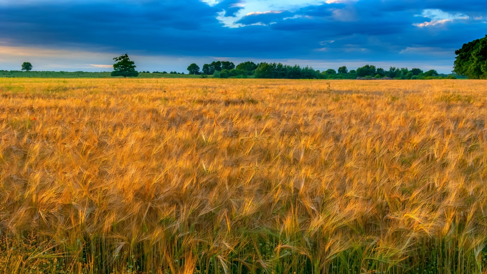 Golden wheat field under a dramatic sky HD Wallpaper