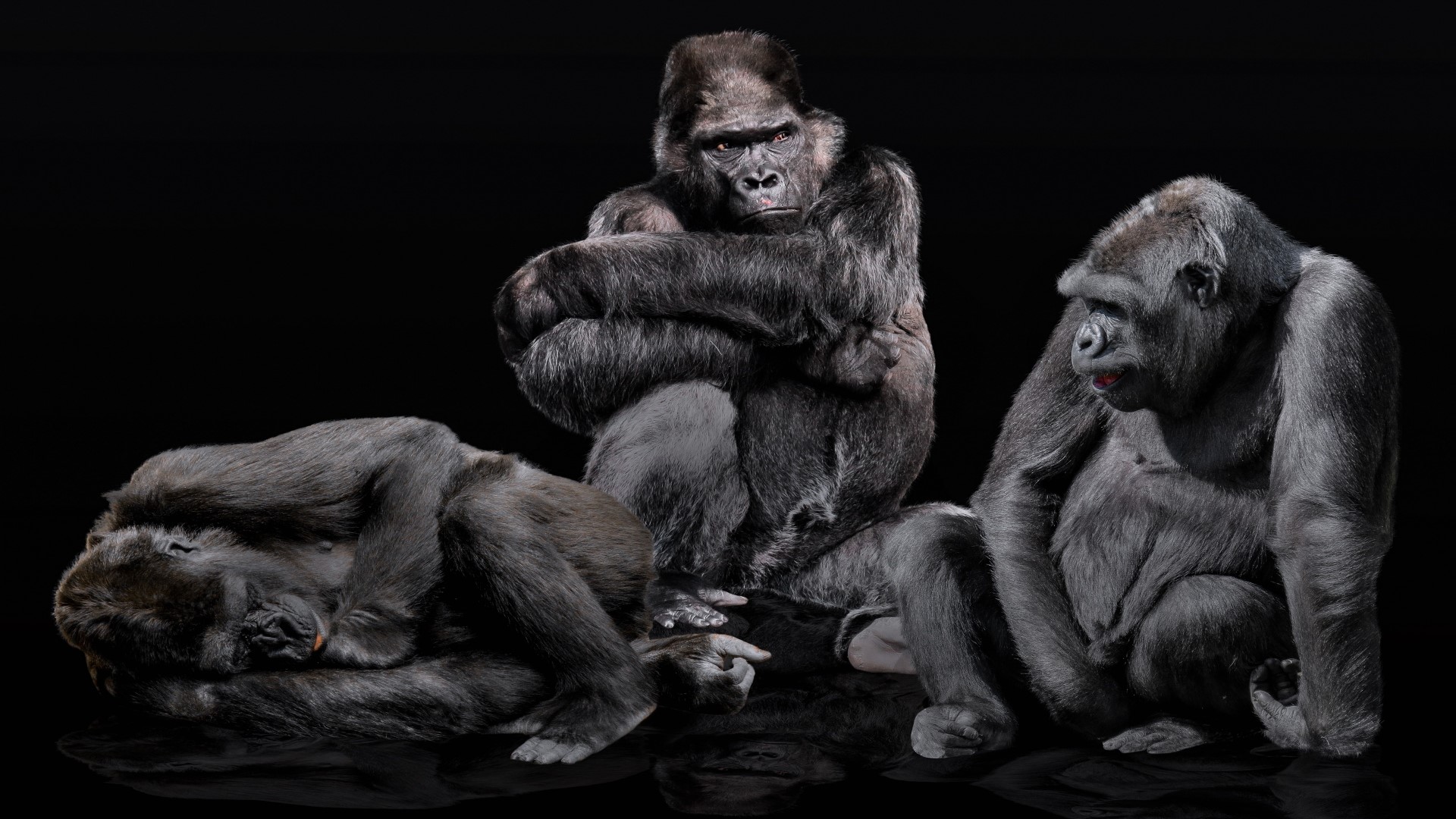 Three gorillas sitting against a black background HD Wallpaper