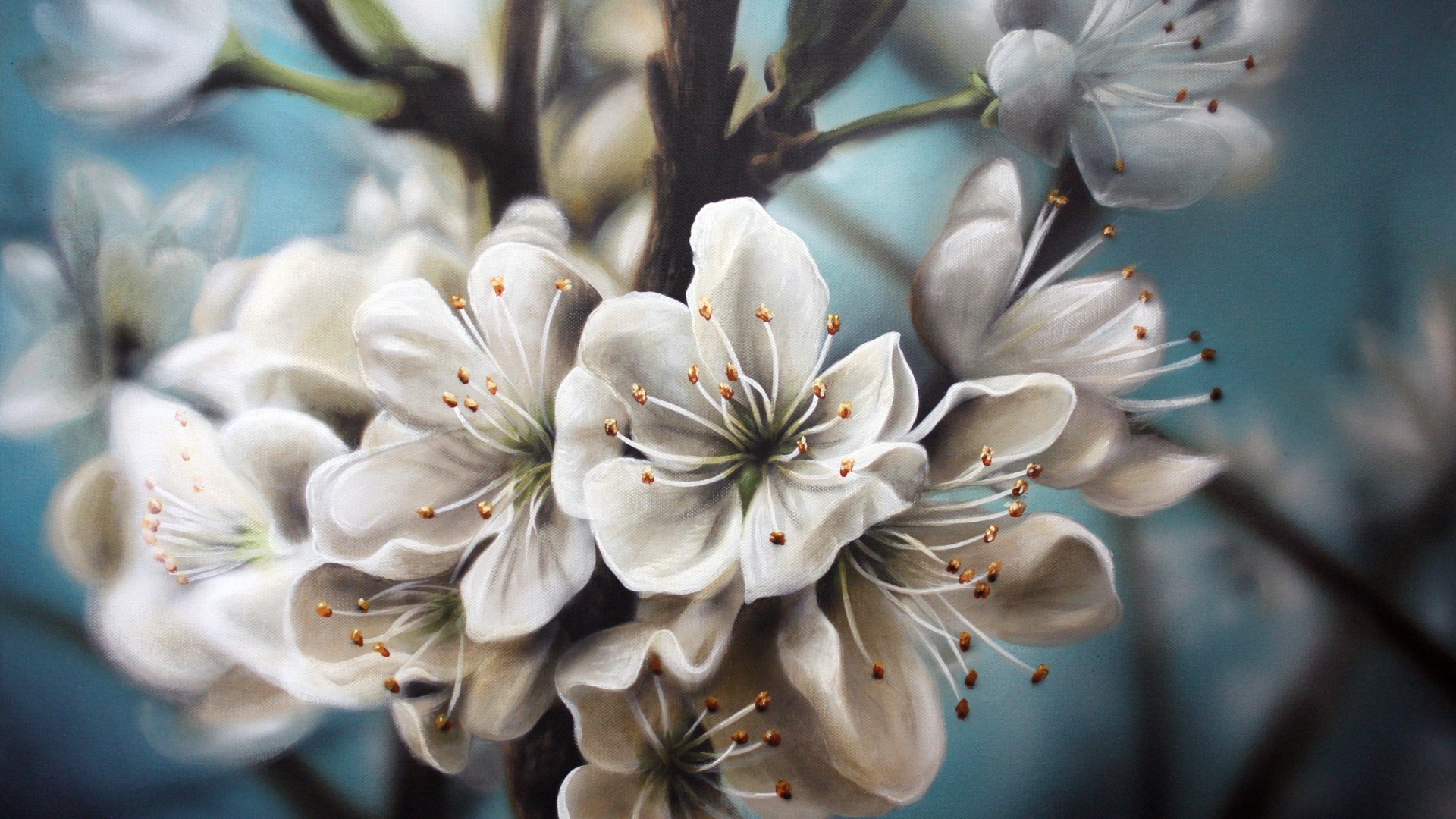 White Cherry Blossoms on Branch HD Wallpaper