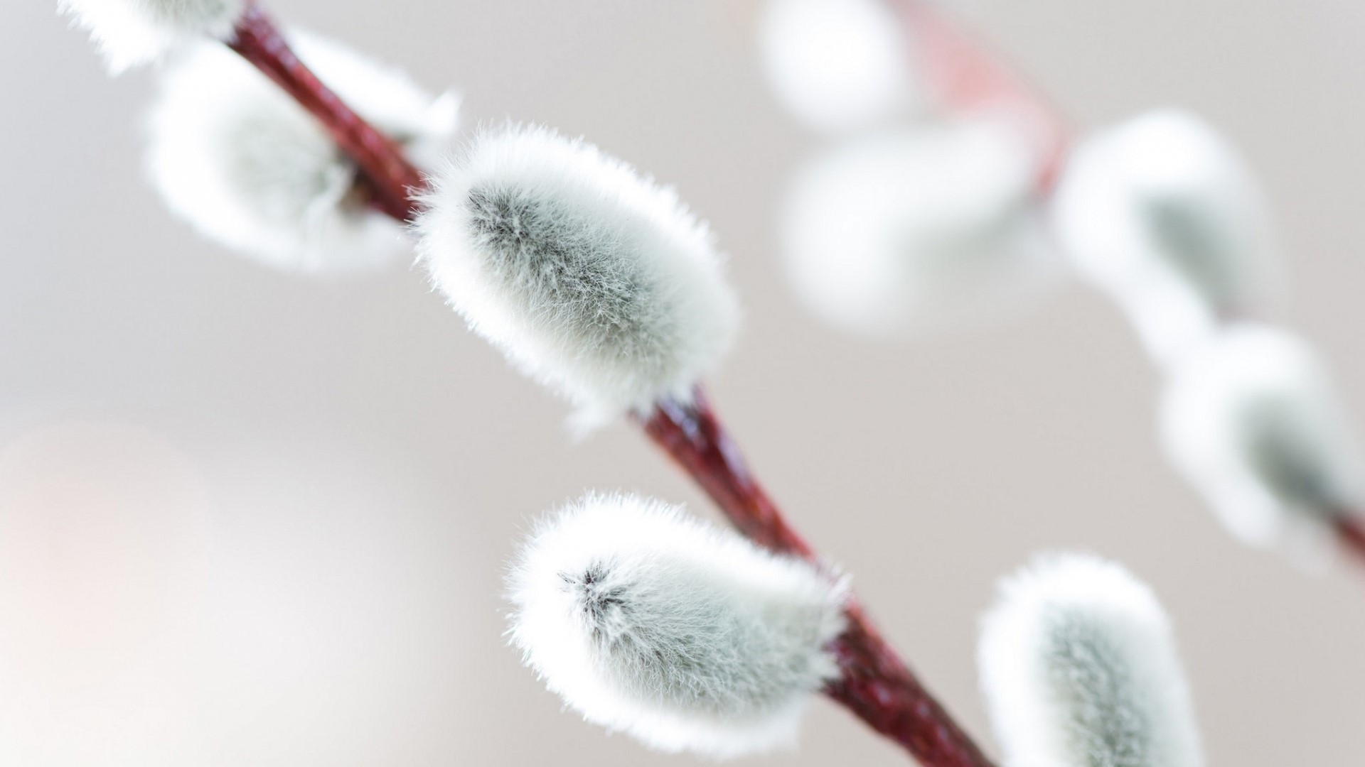 Willow branch with soft catkins HD Wallpaper