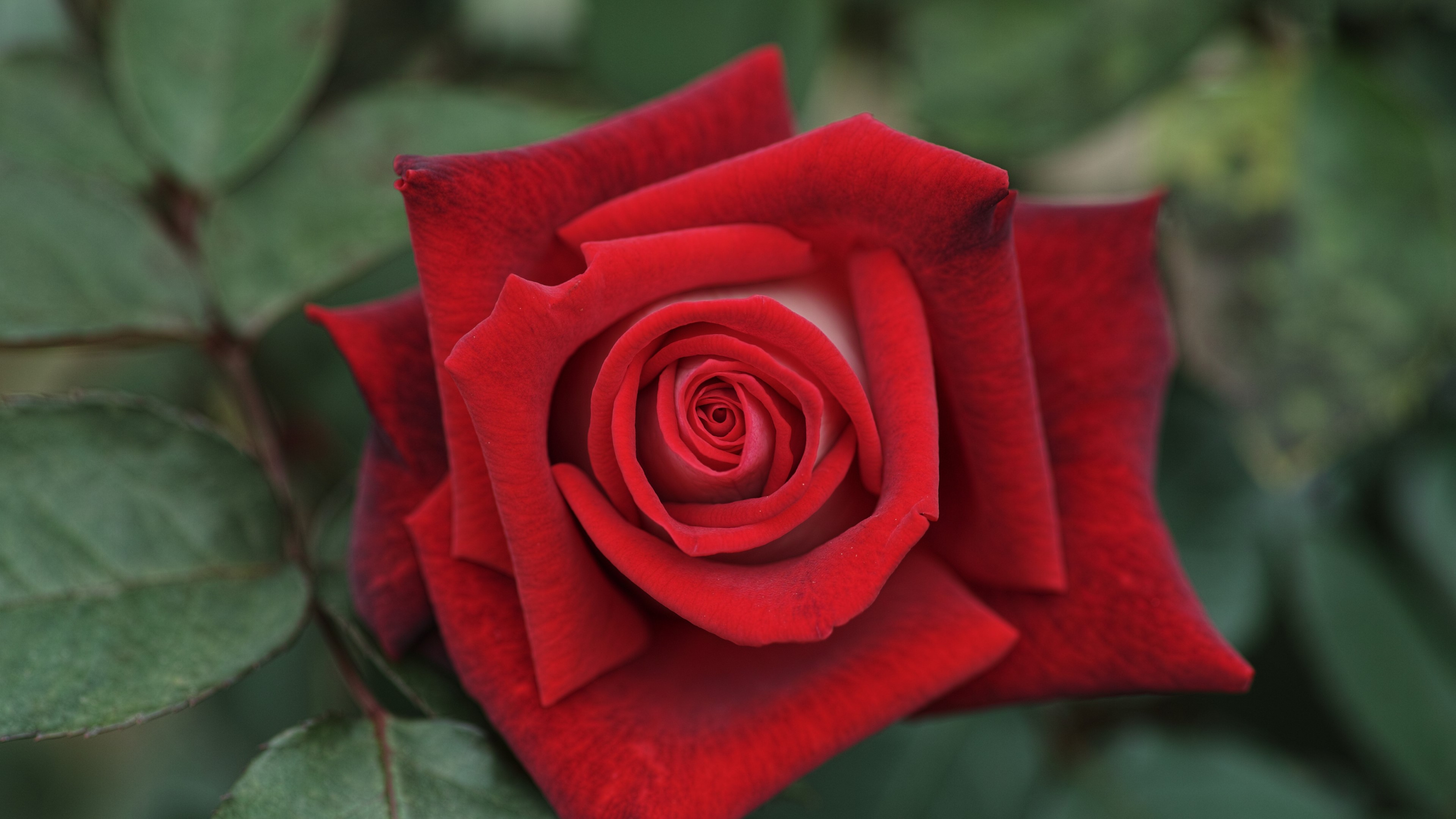 4K Red Rose HD Wallpaper