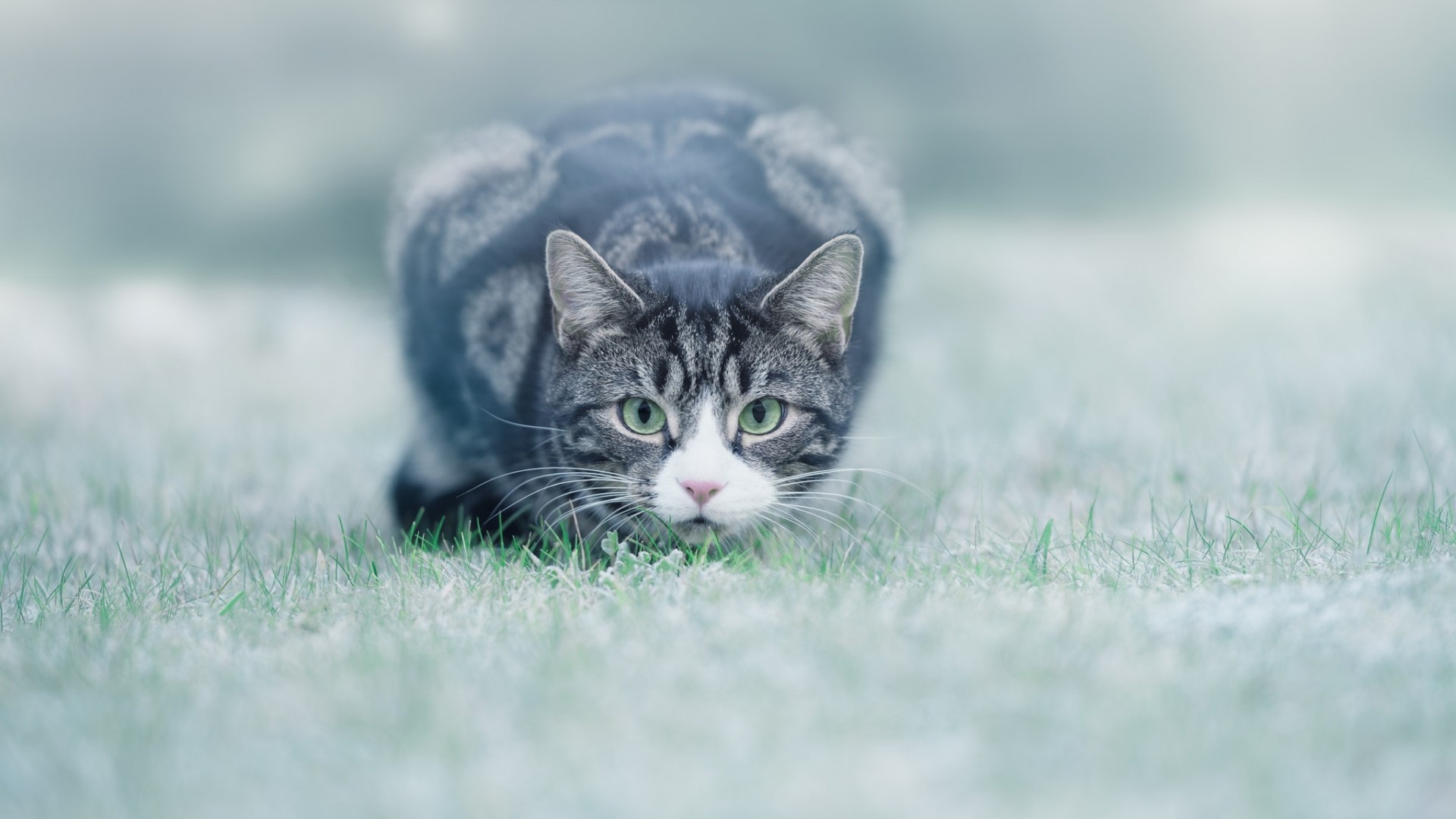 A tabby cat crouches in the grass HD Wallpaper