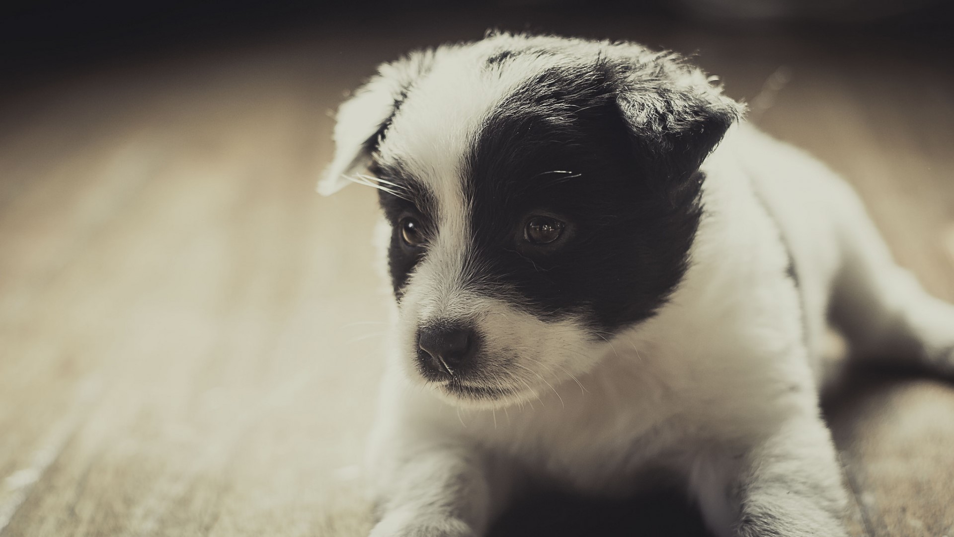 Black and white puppy lying on wooden floor HD Wallpaper