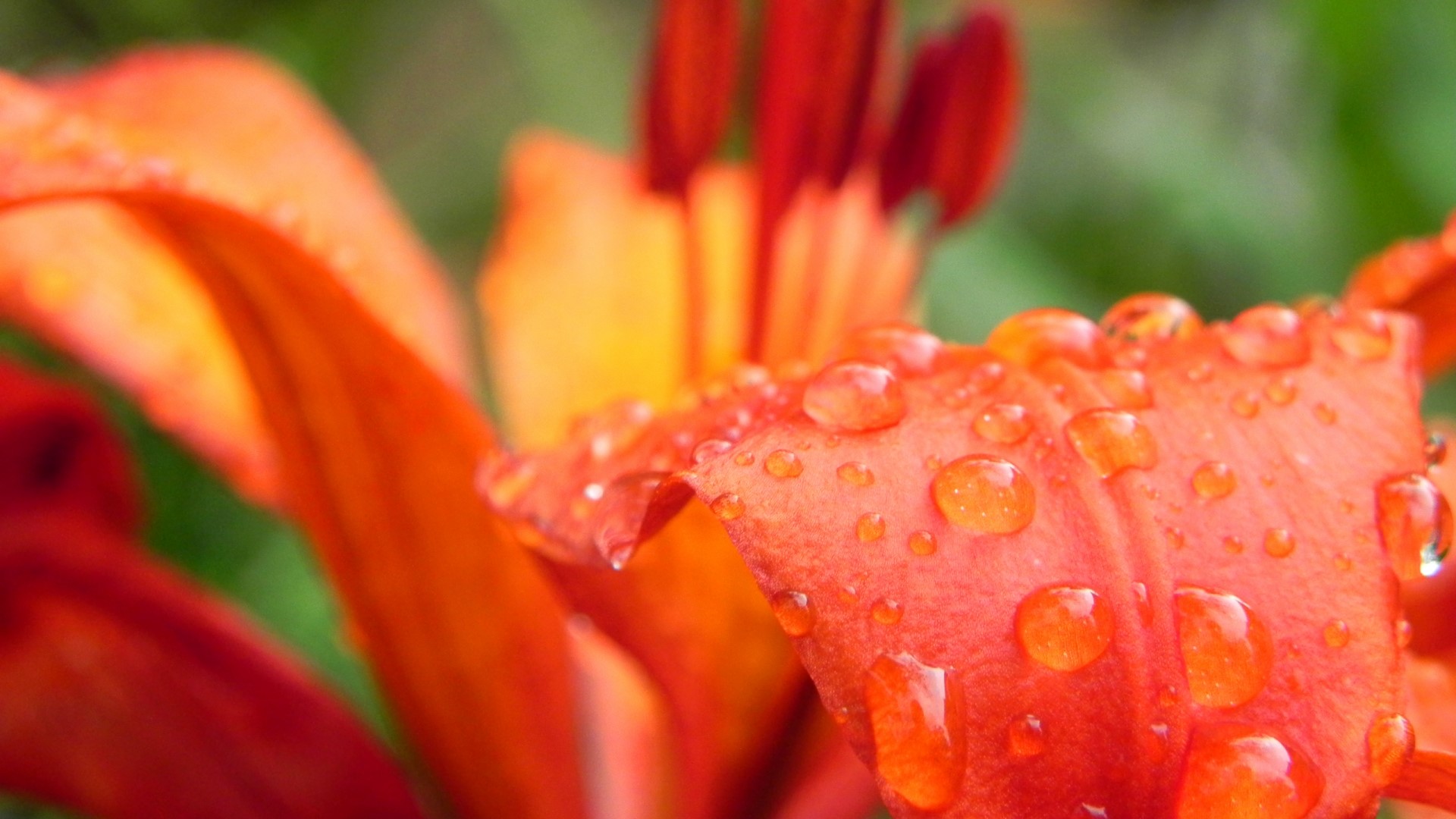 Orange lily with water droplets HD Wallpaper