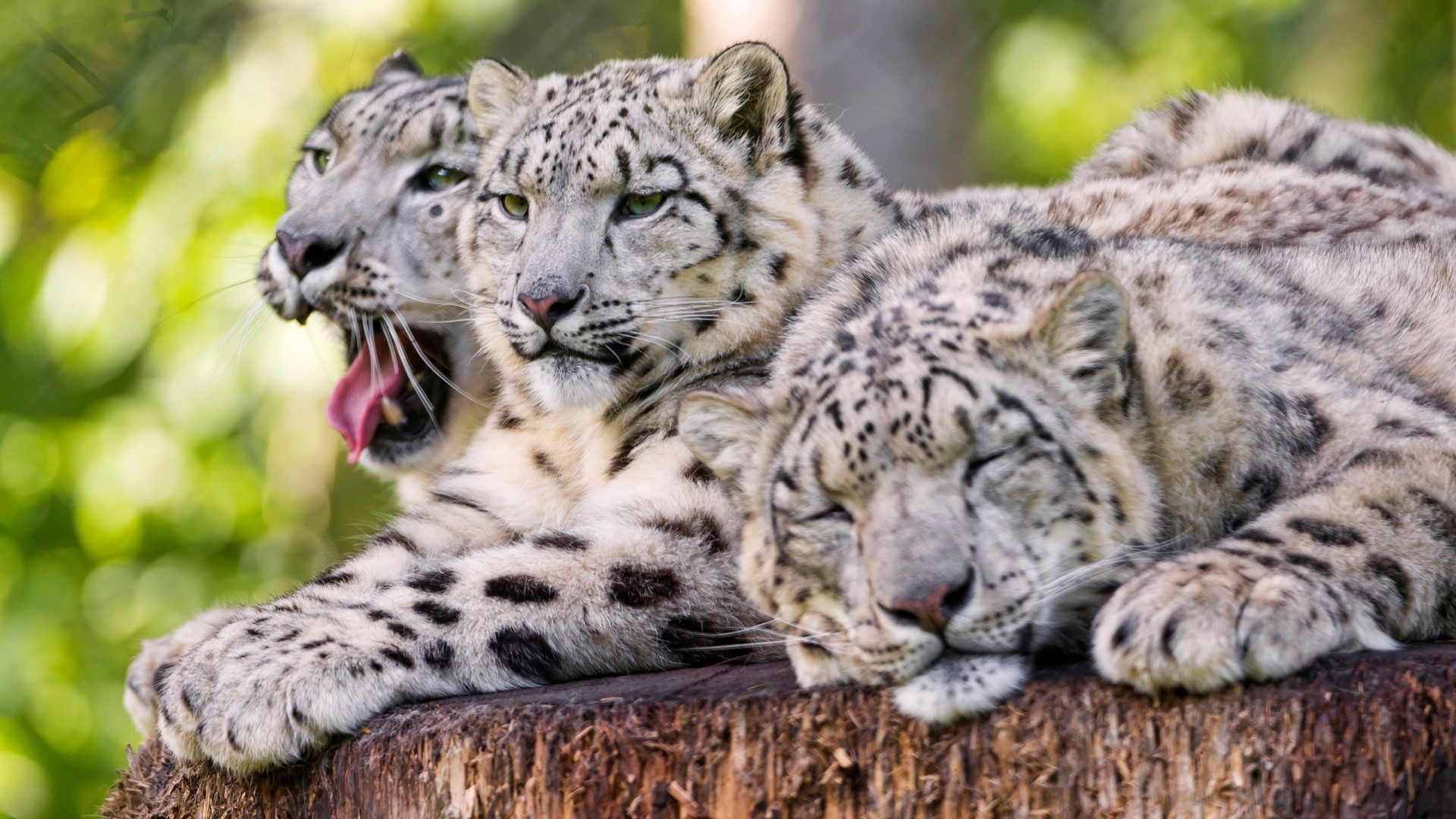 Three Snow Leopards Resting on a Log HD Wallpaper