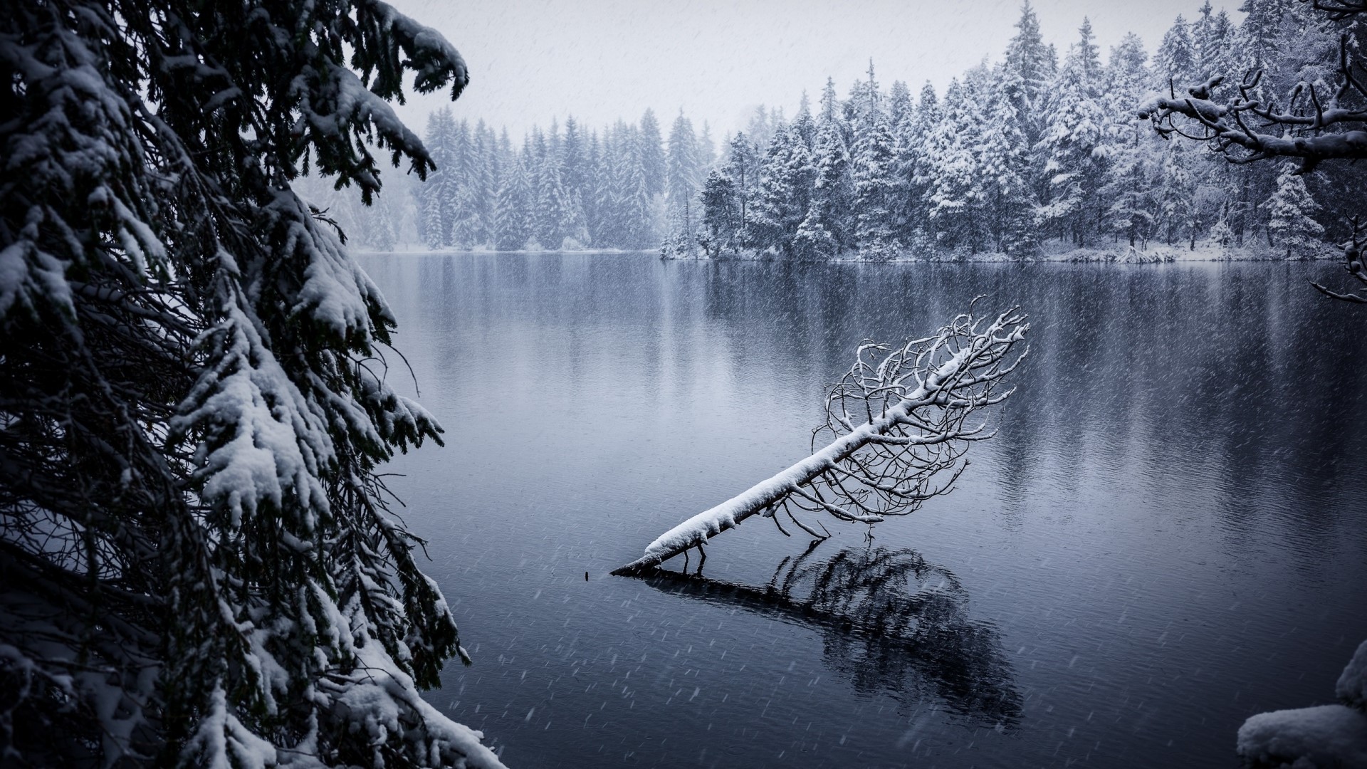 Snowy lake with fallen tree and pine forest HD Wallpaper