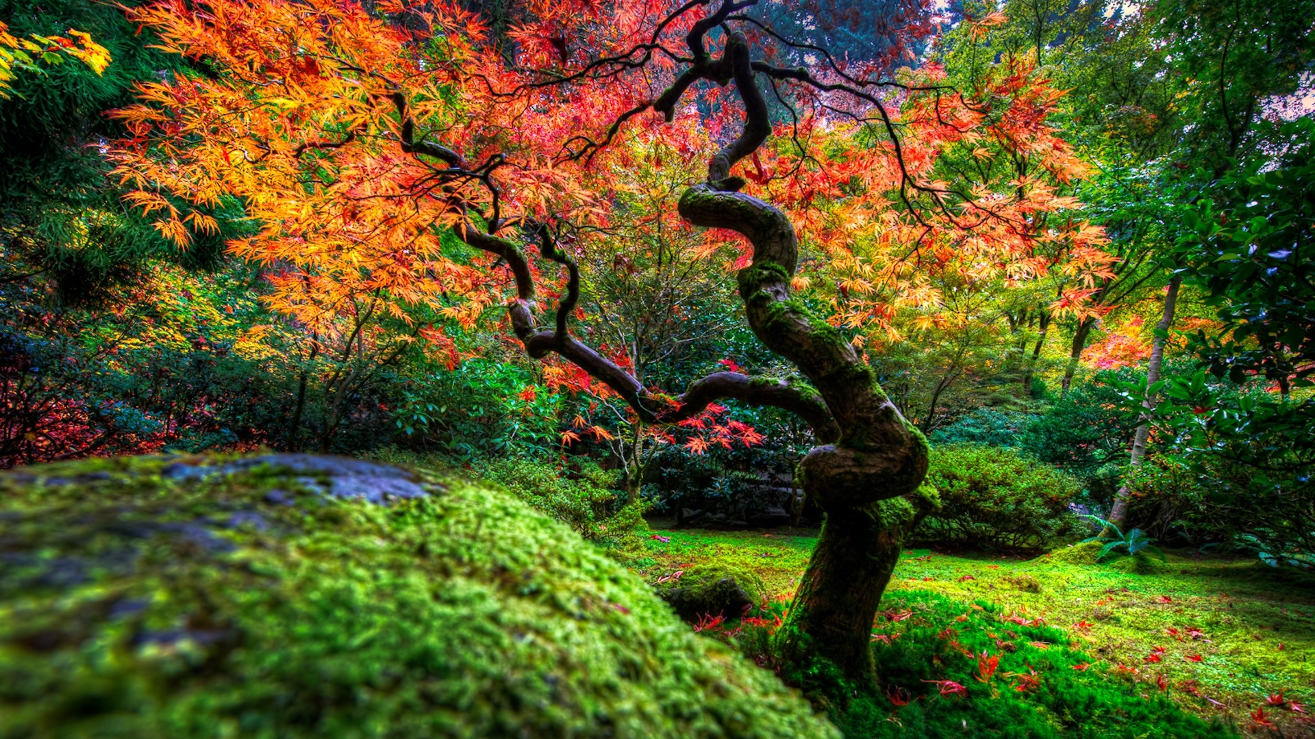 Autumn Japanese Maple Tree in a Mossy Forest HD Wallpaper