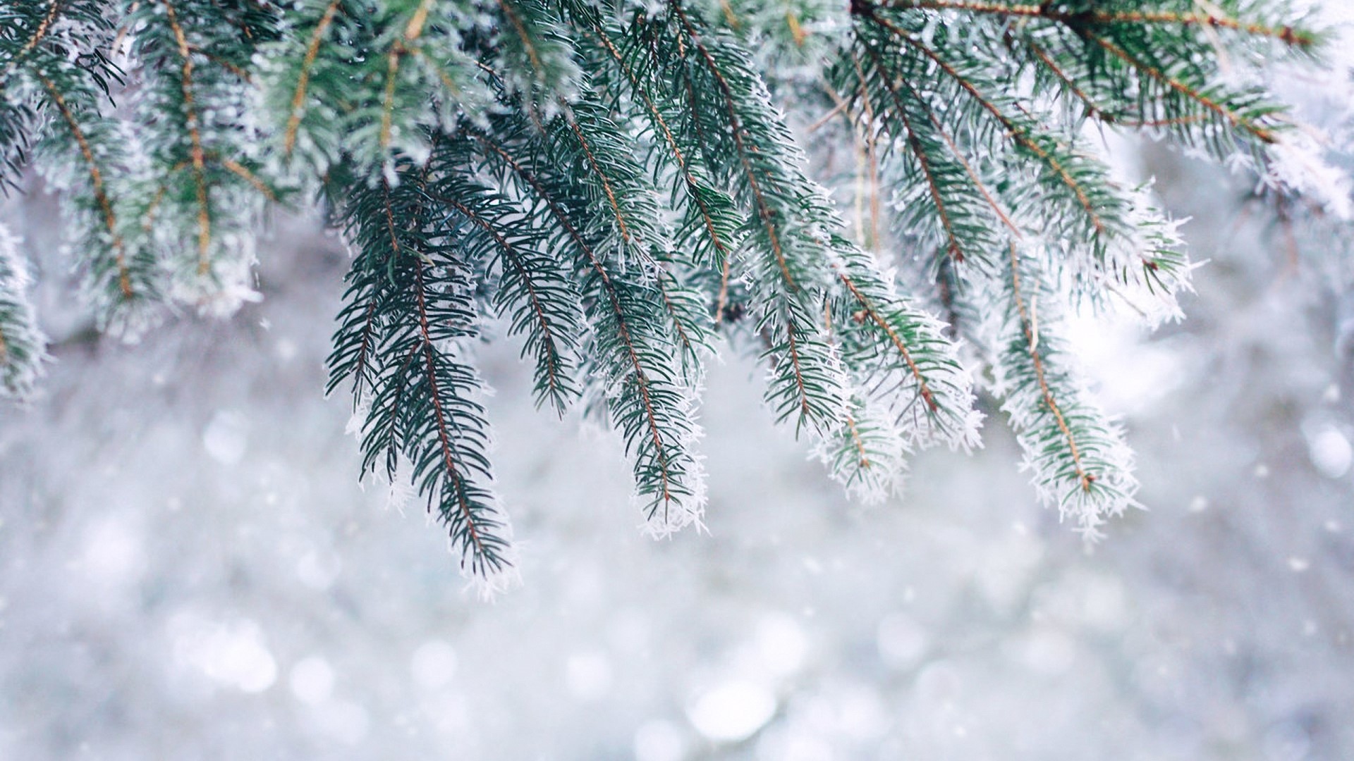 Winter scene with frosted pine branches HD Wallpaper