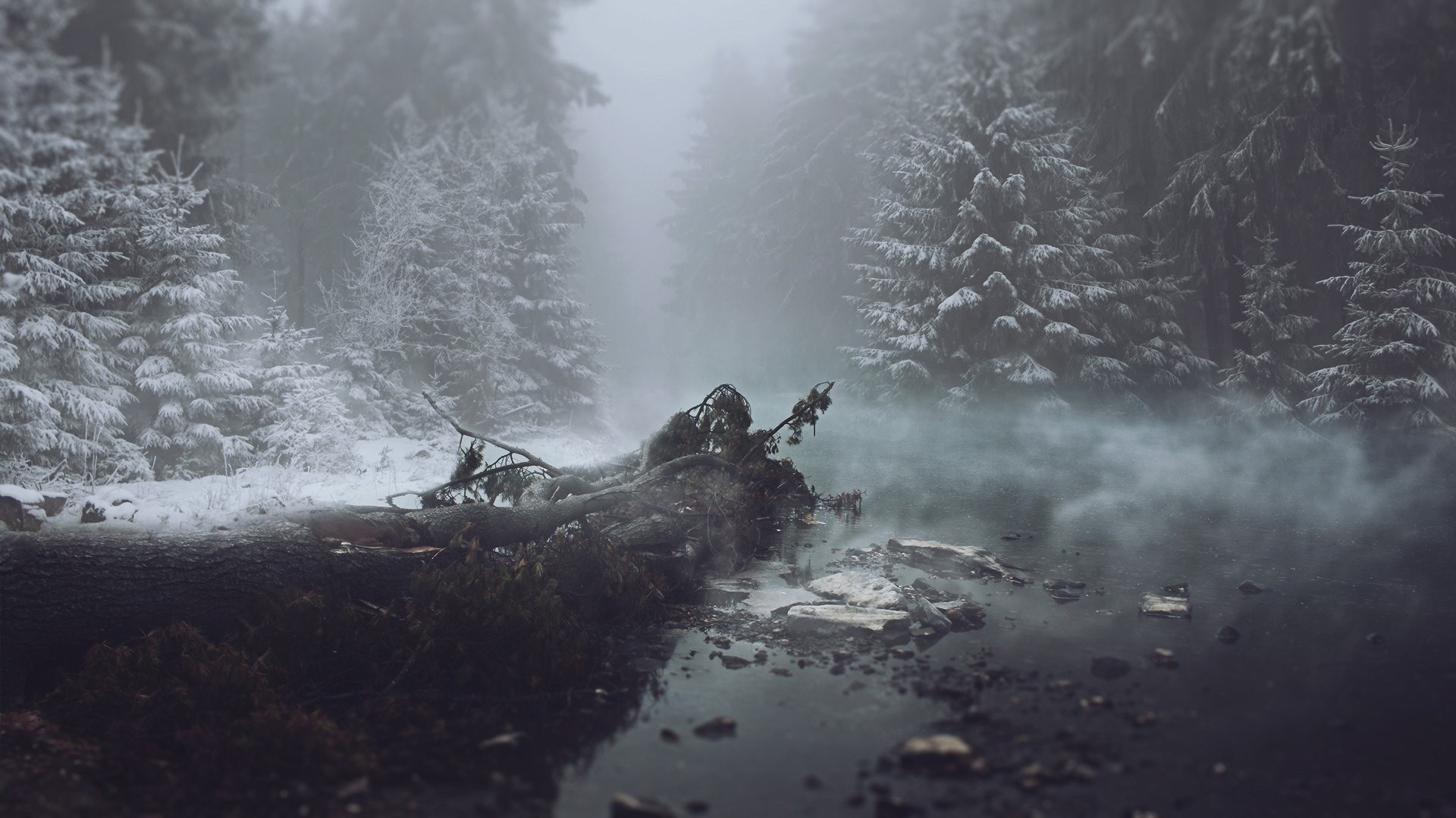 Winter forest with fallen tree and fog HD Wallpaper