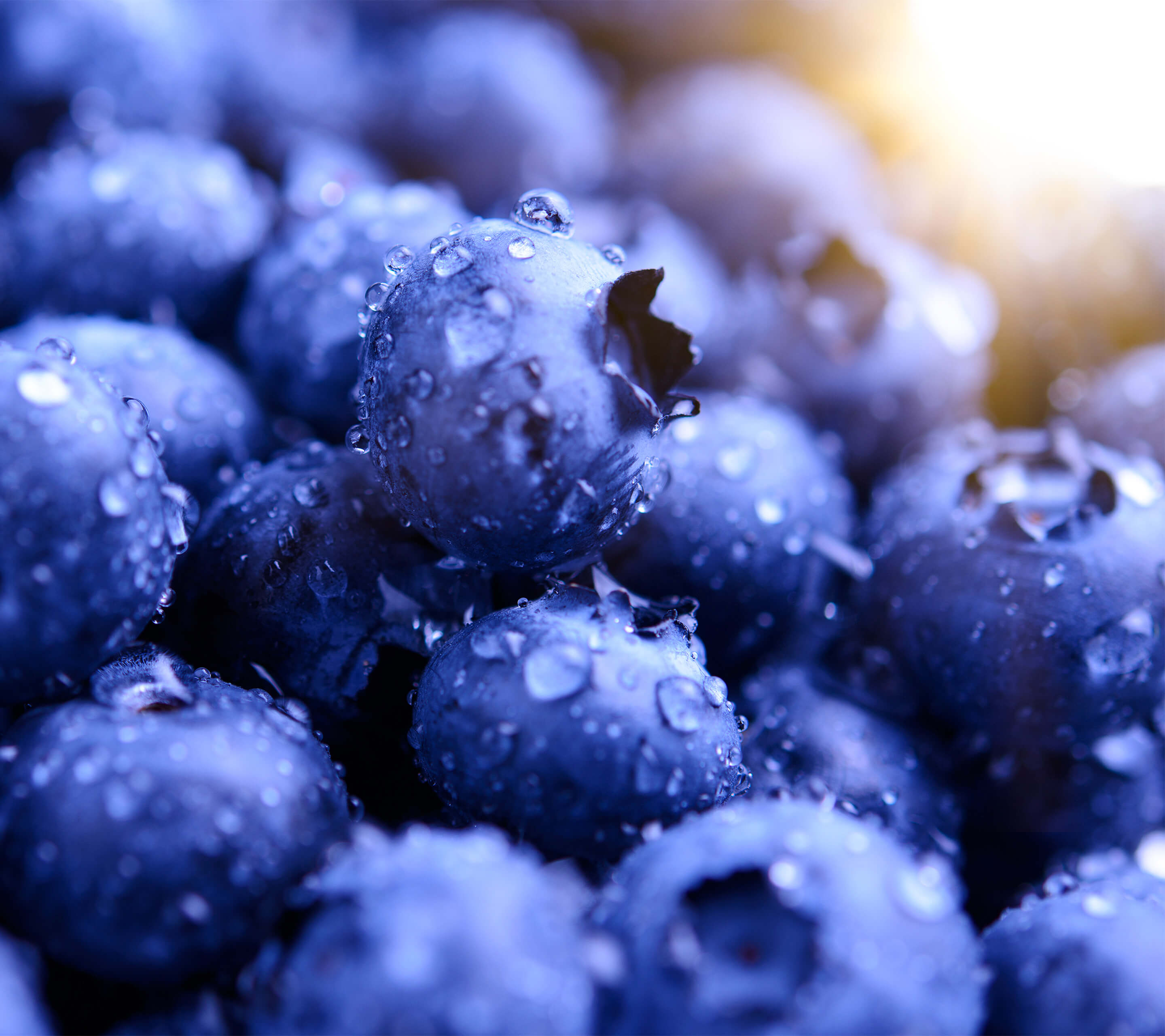 Blueberries, Macro HD Wallpaper
