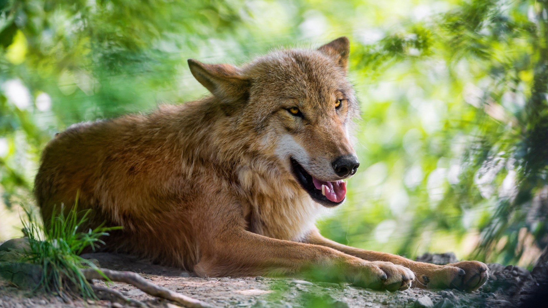 Wolf lying down in a forest HD Wallpaper