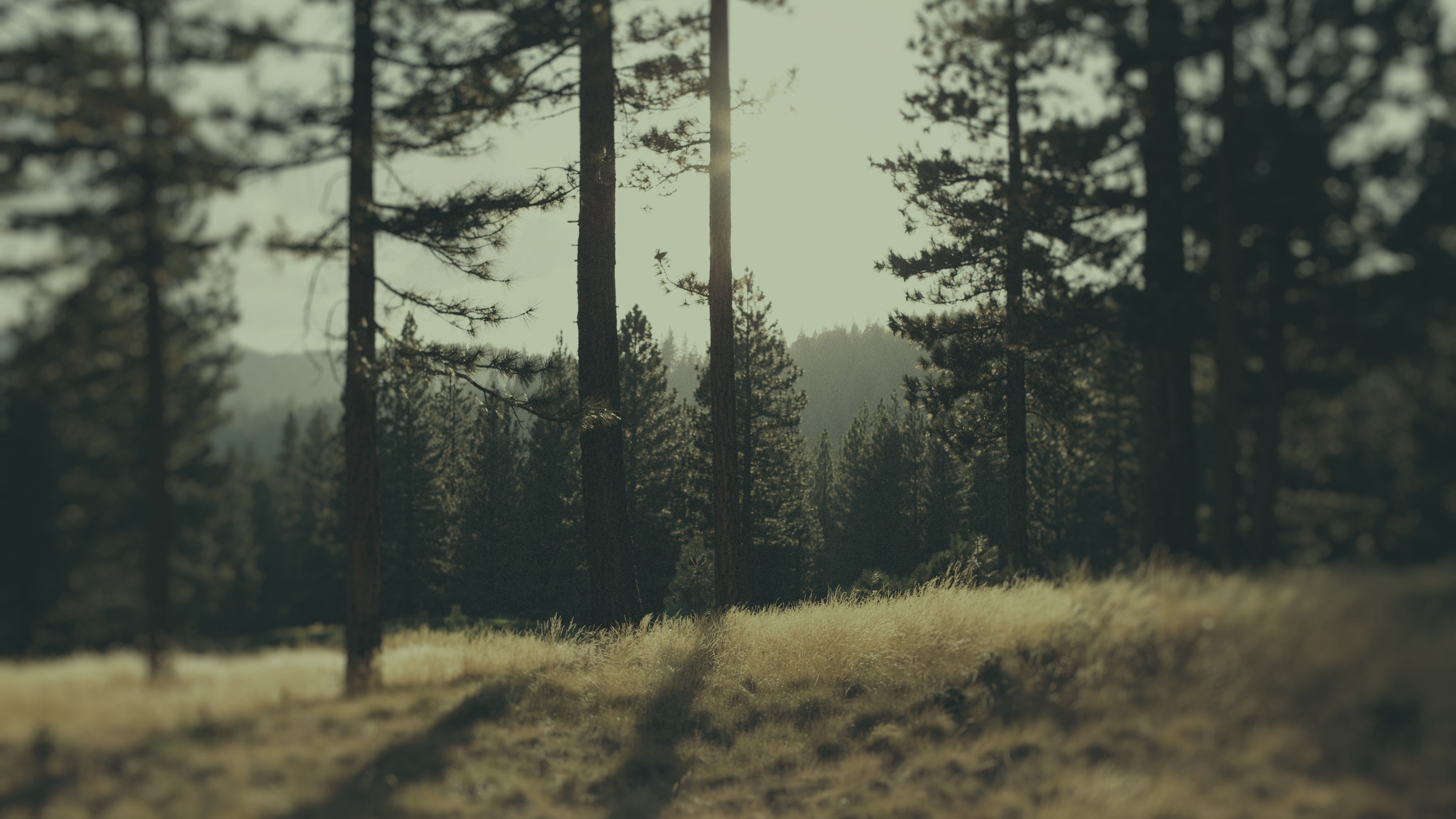 4K Forest Landscape HD Wallpaper