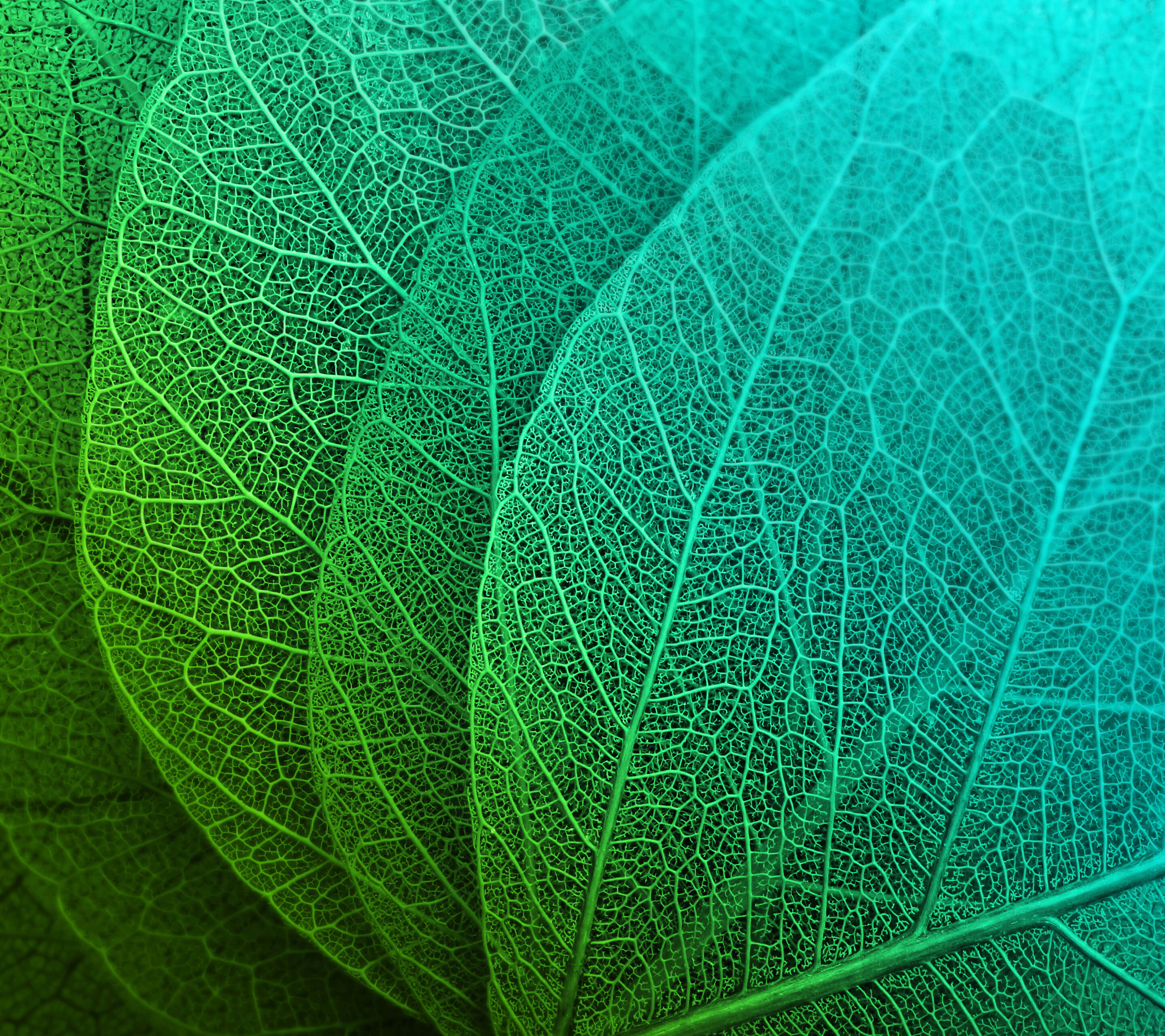 Close-up of translucent green and blue leaves HD Wallpaper