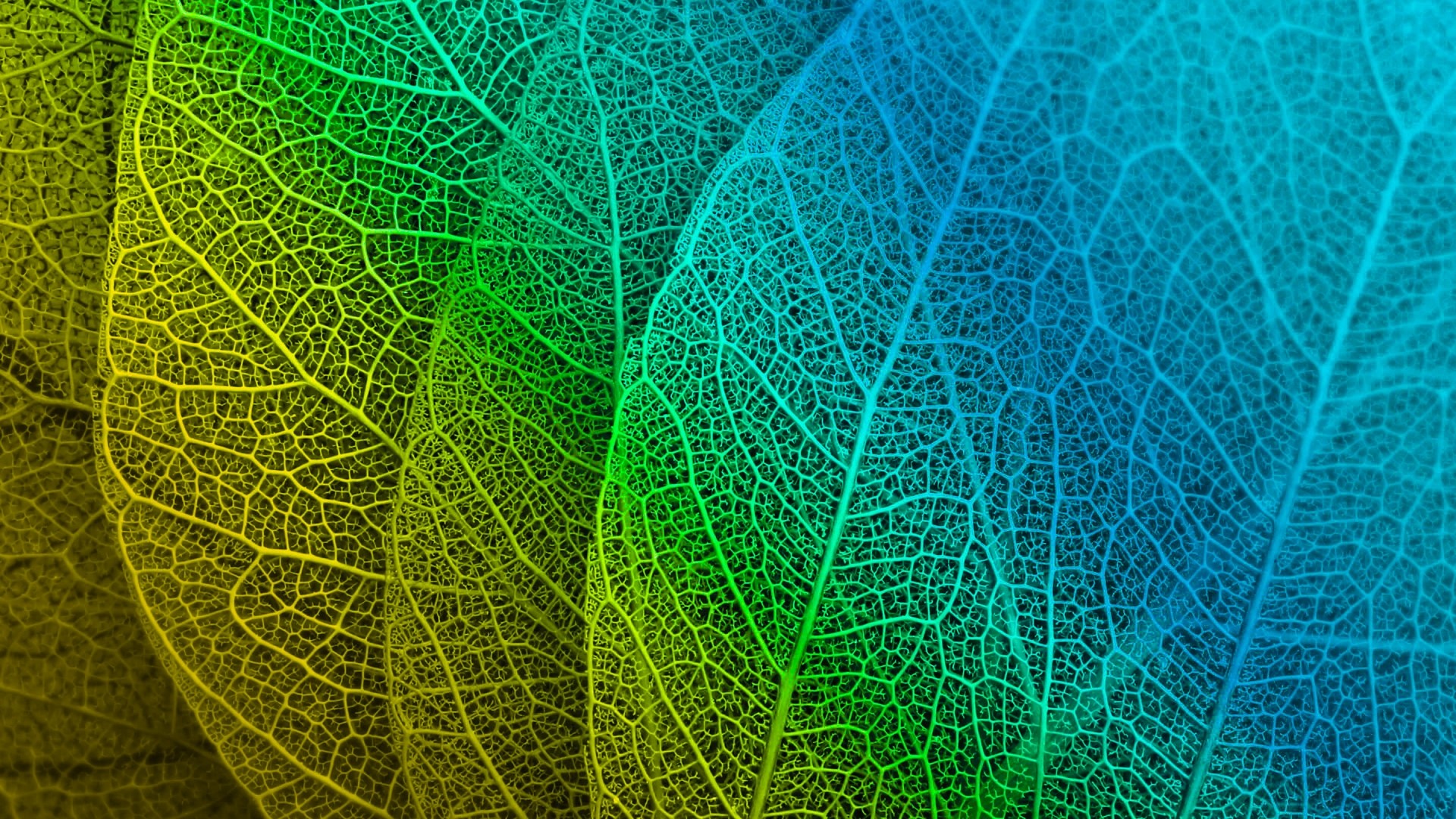 Close-up of Skeletonized Leaves with Gradient Color HD Wallpaper