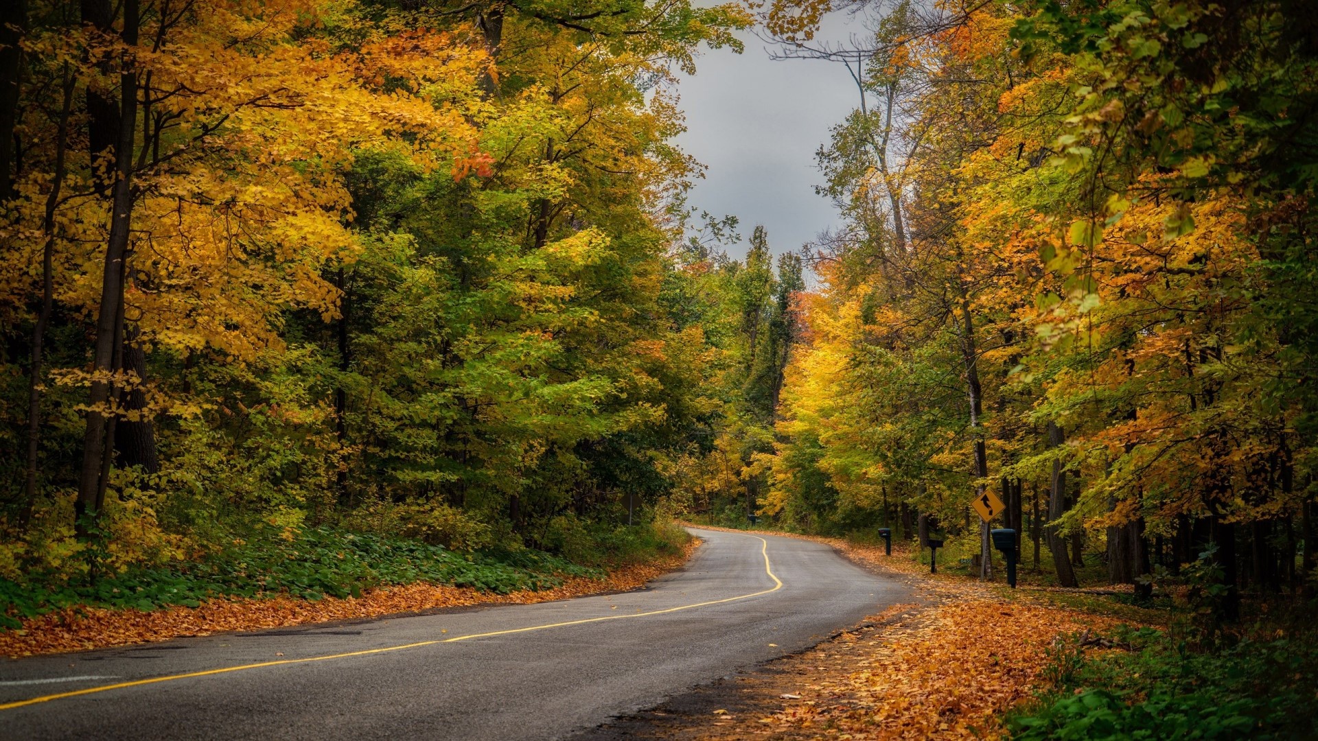 Road through autumn forest in Ontario, Canada HD Wallpaper