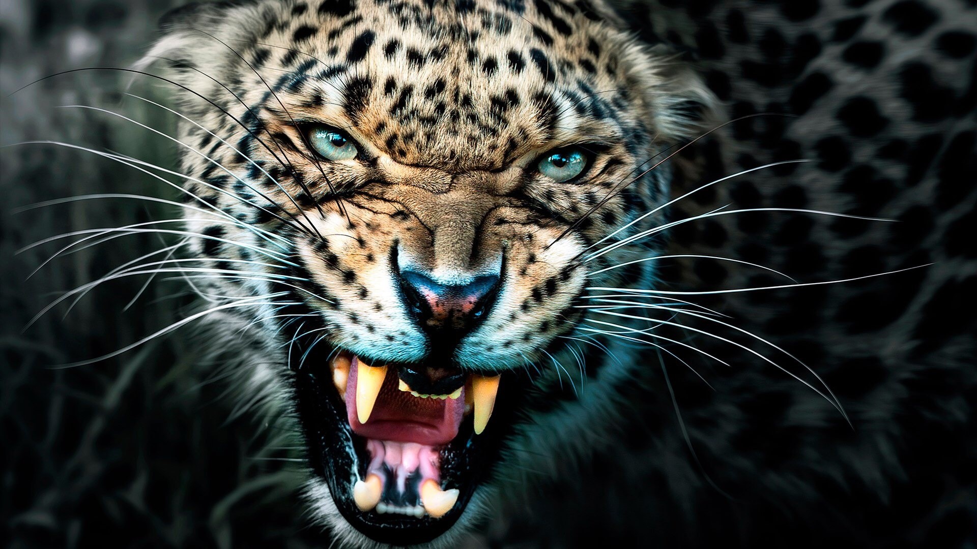 Close-up of a snarling leopard HD Wallpaper
