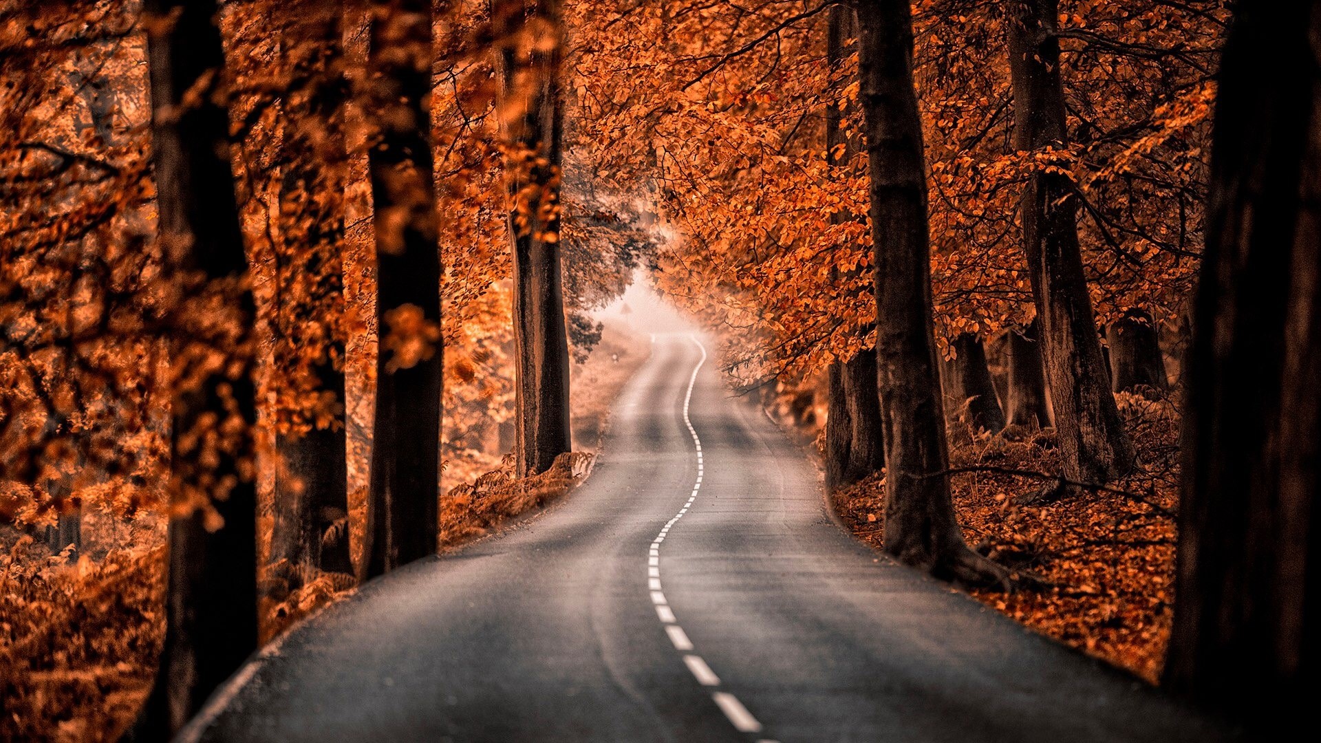 Autumn road with orange trees HD Wallpaper