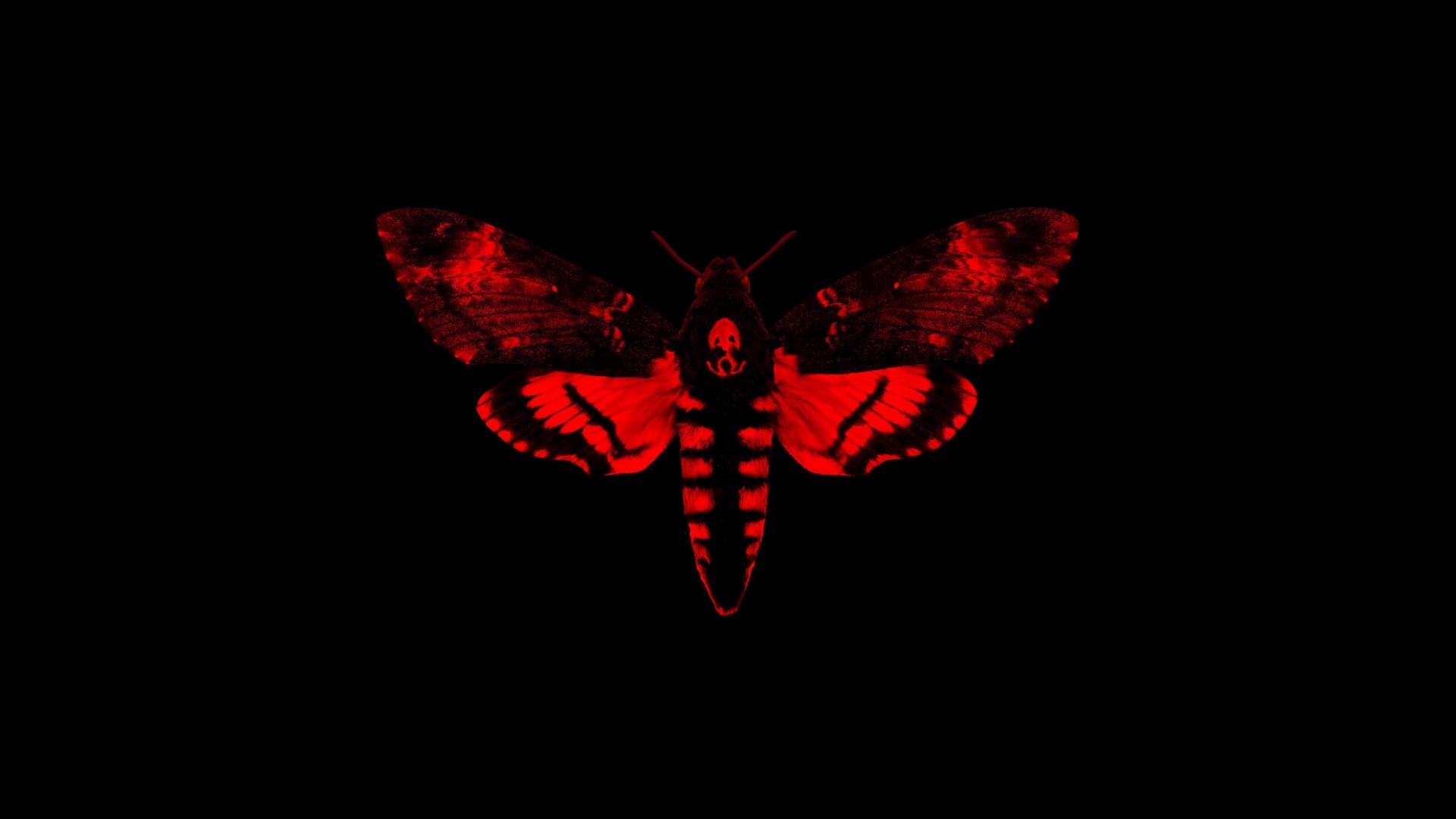 Red Death's-head Hawkmoth on Black Background HD Wallpaper