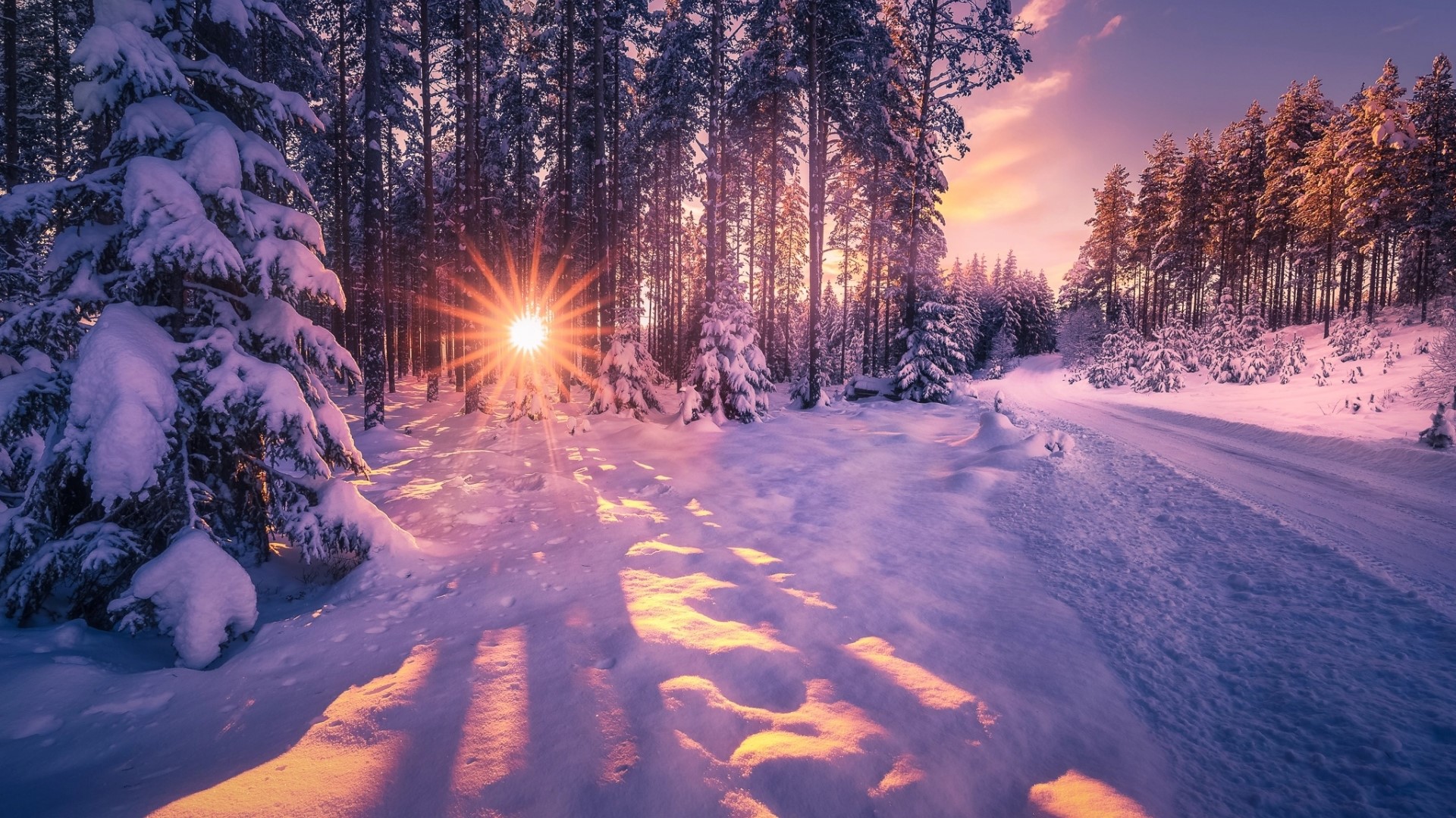 Sunbeams through snowy forest trees HD Wallpaper