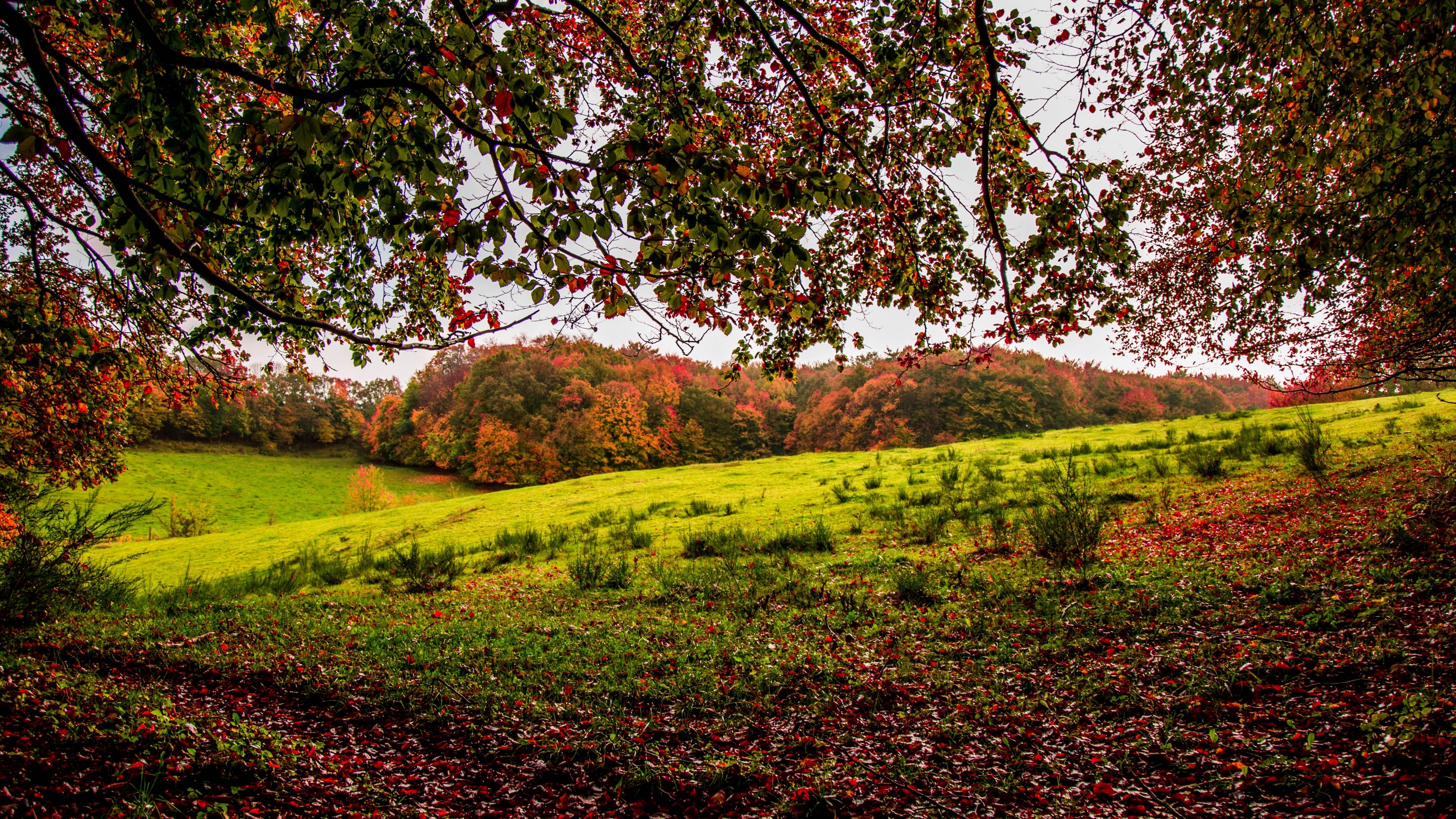 4K Autumn Forest Landscape HD Wallpaper