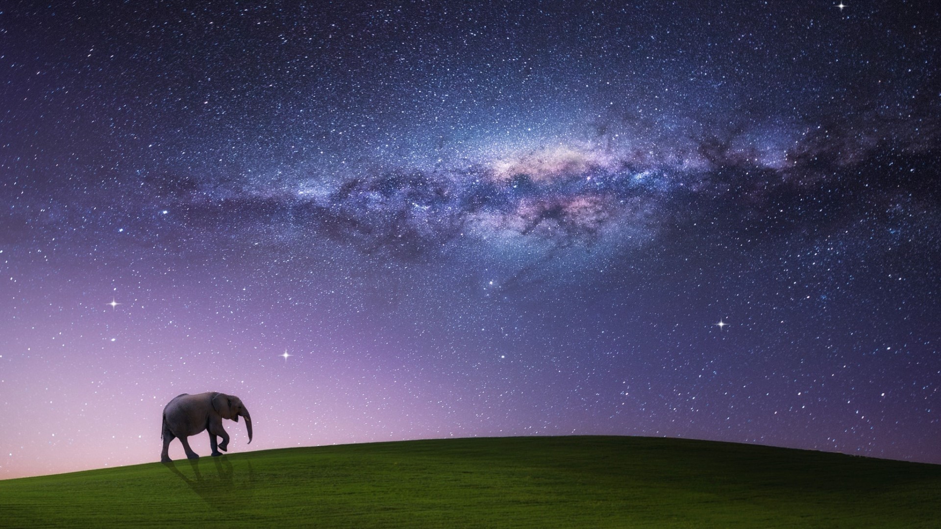 Elephant walking on a grassy hill under the Milky Way HD Wallpaper