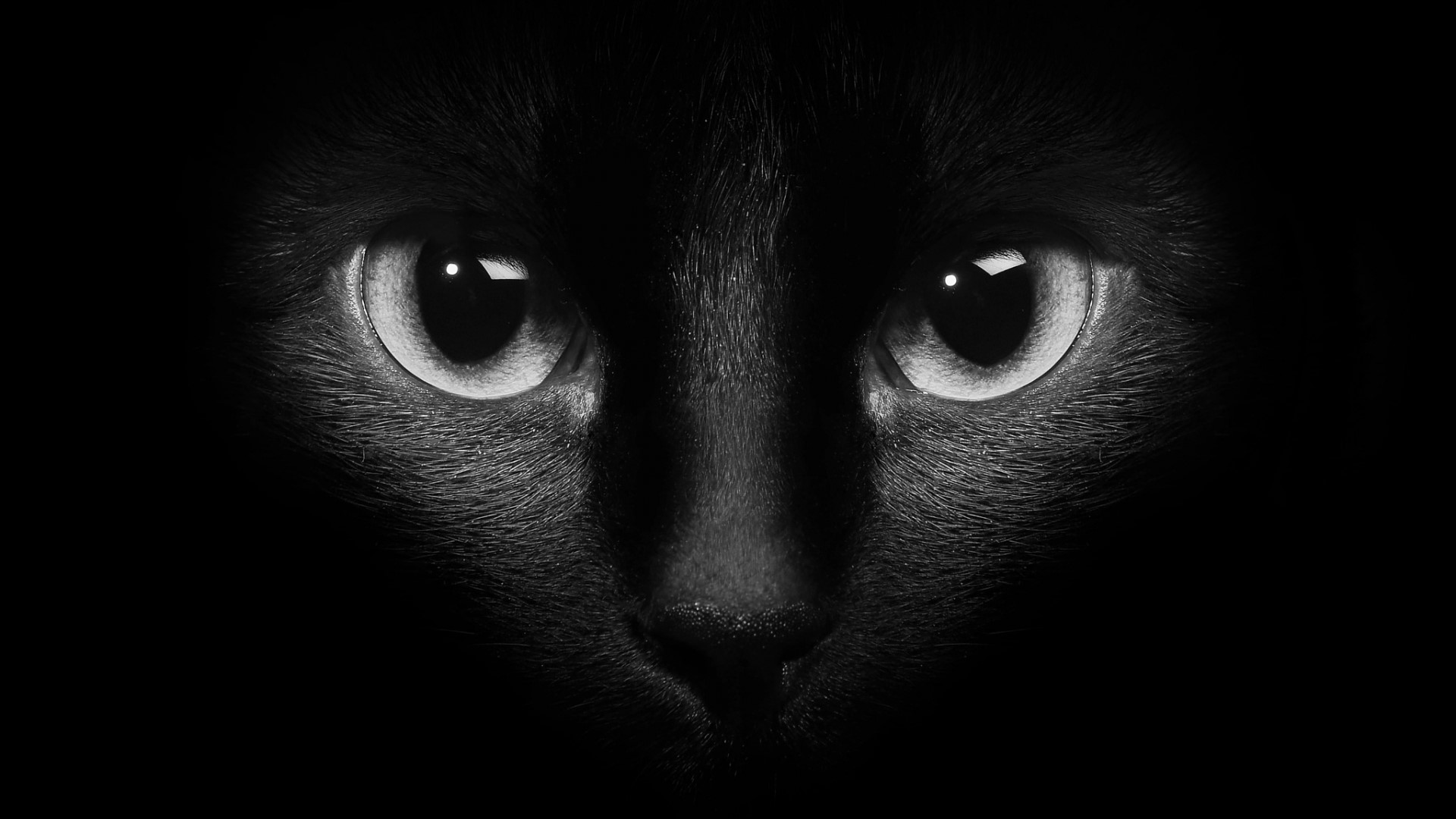 Black and white photo of a cat's face HD Wallpaper